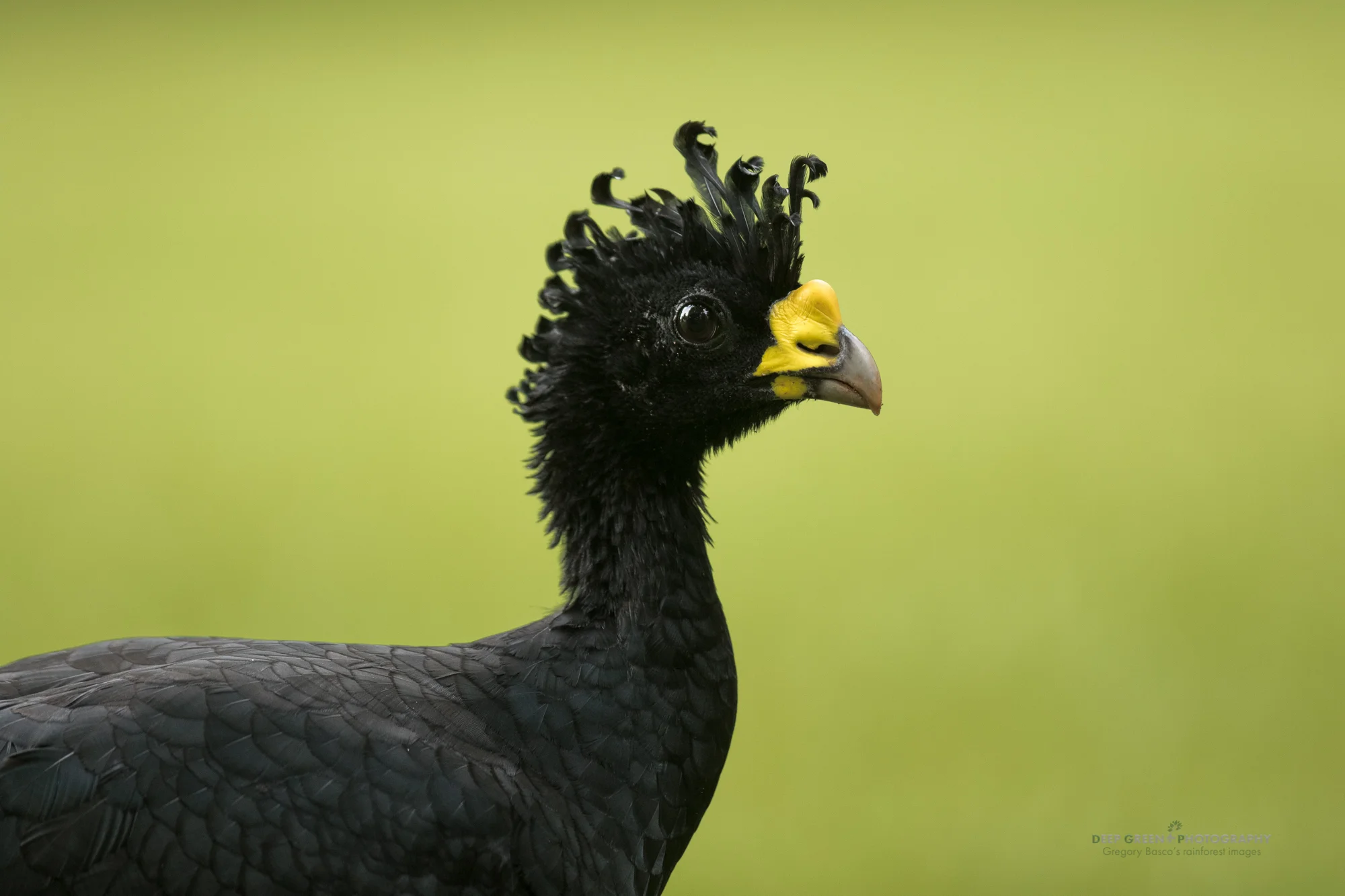 Great Curassow, Osa Peninsula, Costa Rica