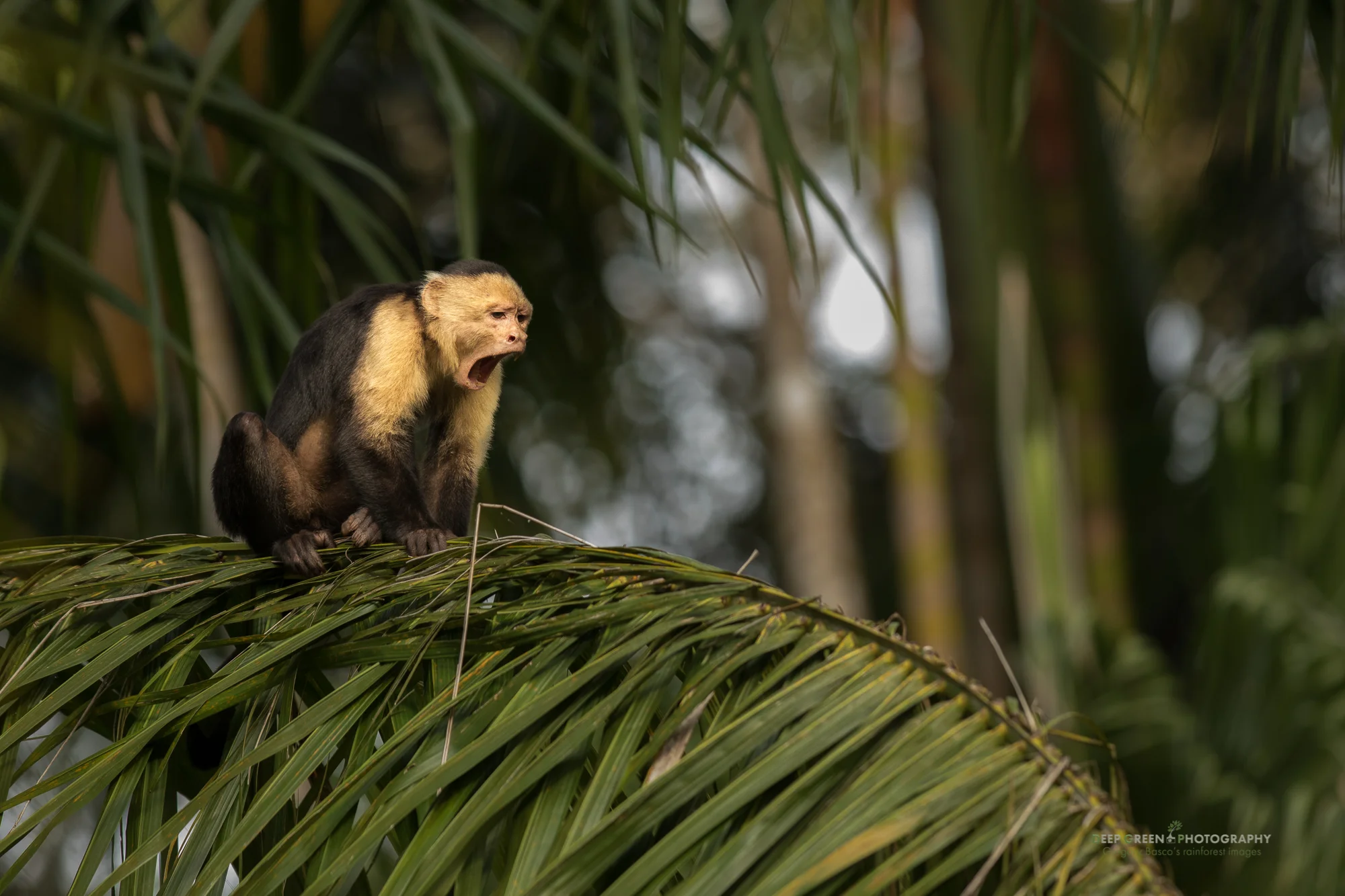 white-faced capuchin monkey, Osa Peninsula, Costa Rica
