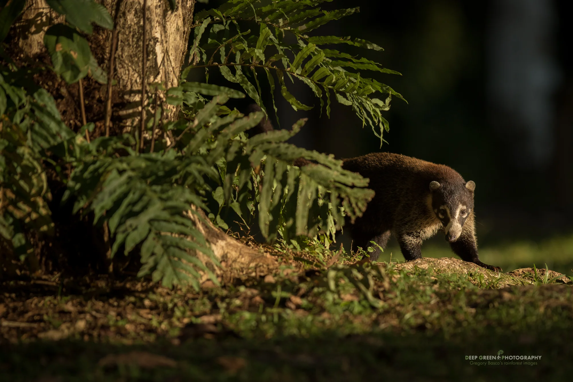 coatimundi, Osa Peninsula, Costa Rica