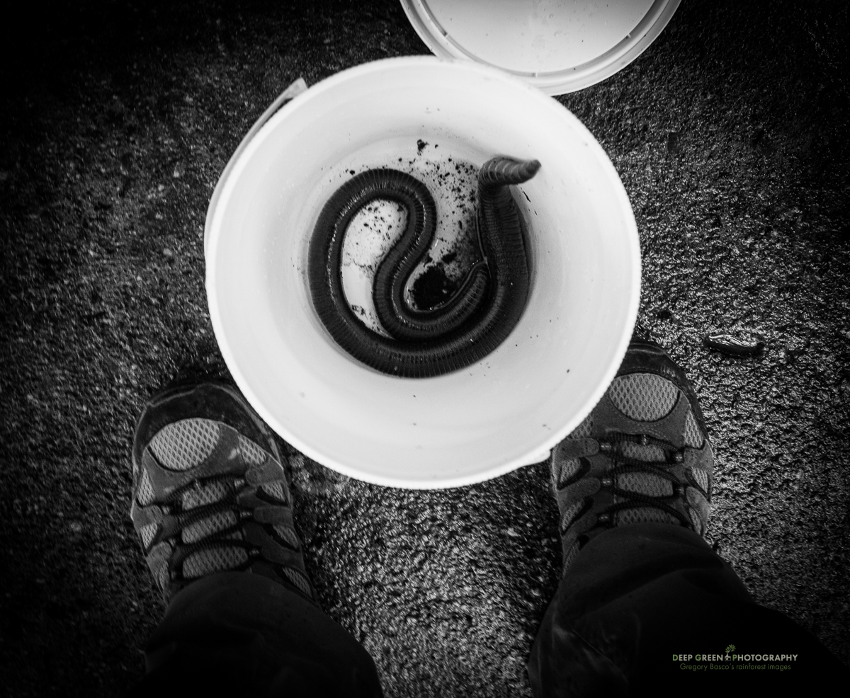 BEHIND THE IMAGE  Giant earthworm — Deep Green Photography