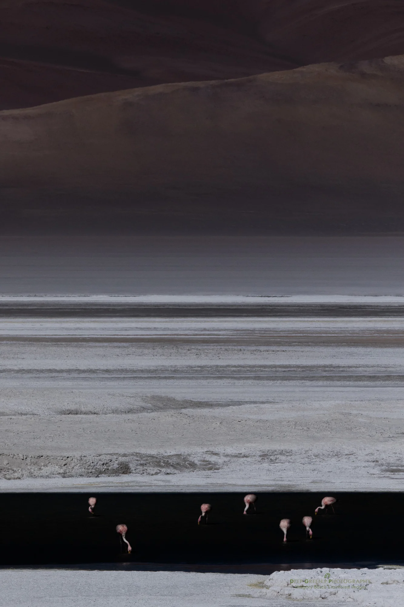 Flamingos forage on a dramatic highland salt lake in the Atacama Desert of Chile
