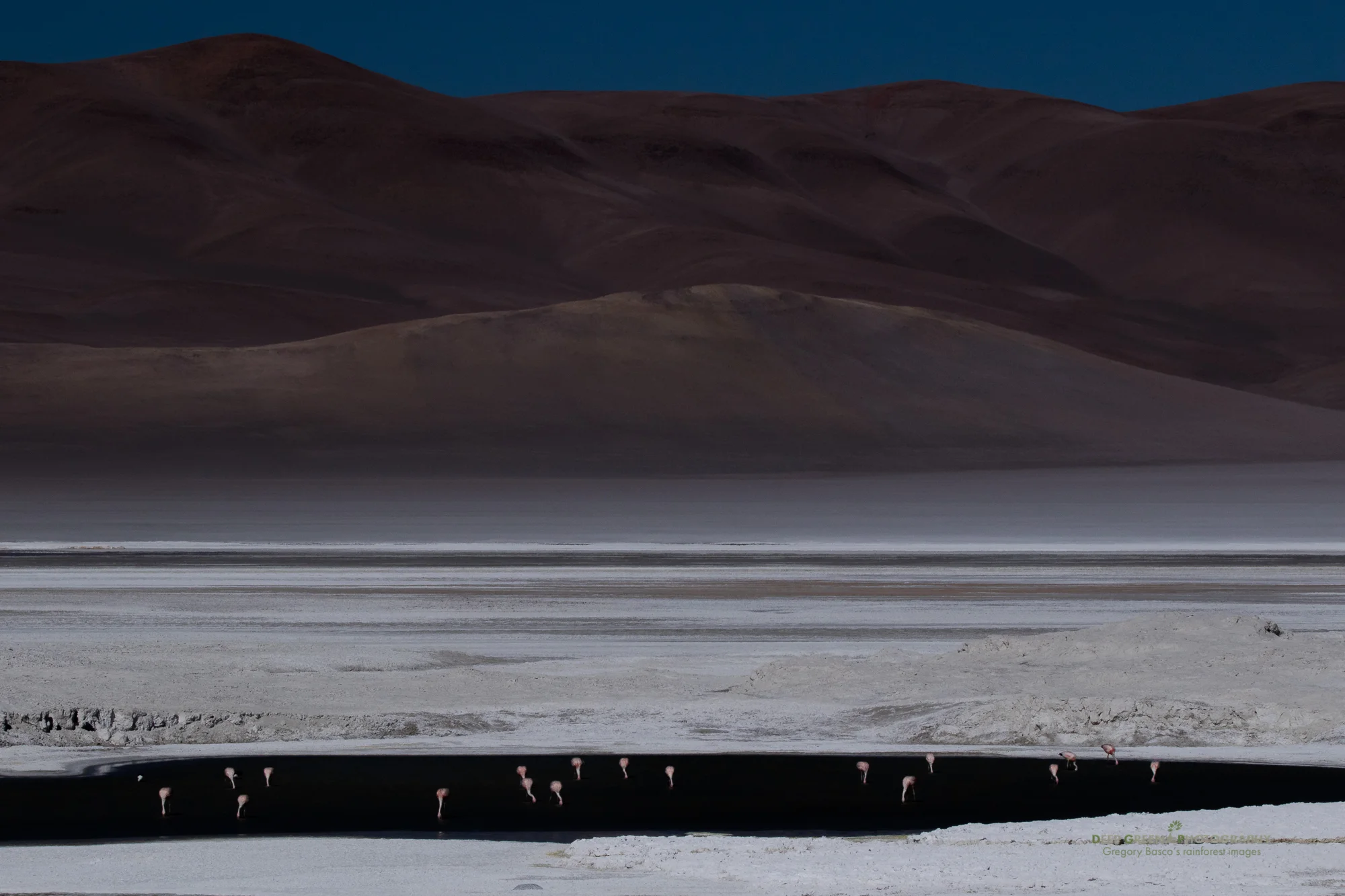 Flamingos forage on a dramatic highland salt lake in the Atacama Desert of Chile
