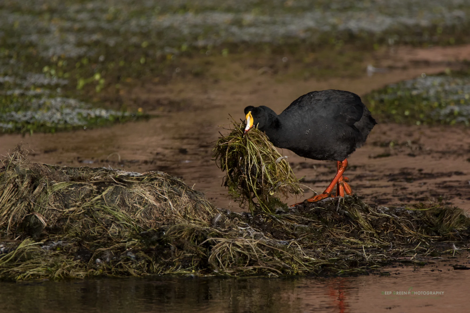 A giant coot builds a nest in a highland wetland in the Atacama desert of Chile