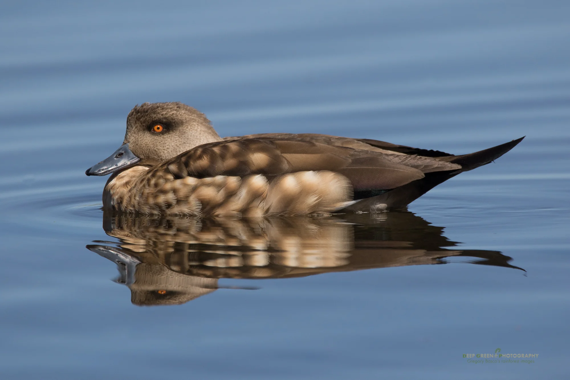 Crested duck in the Lauca National Park in the Atacama Desert of Chile