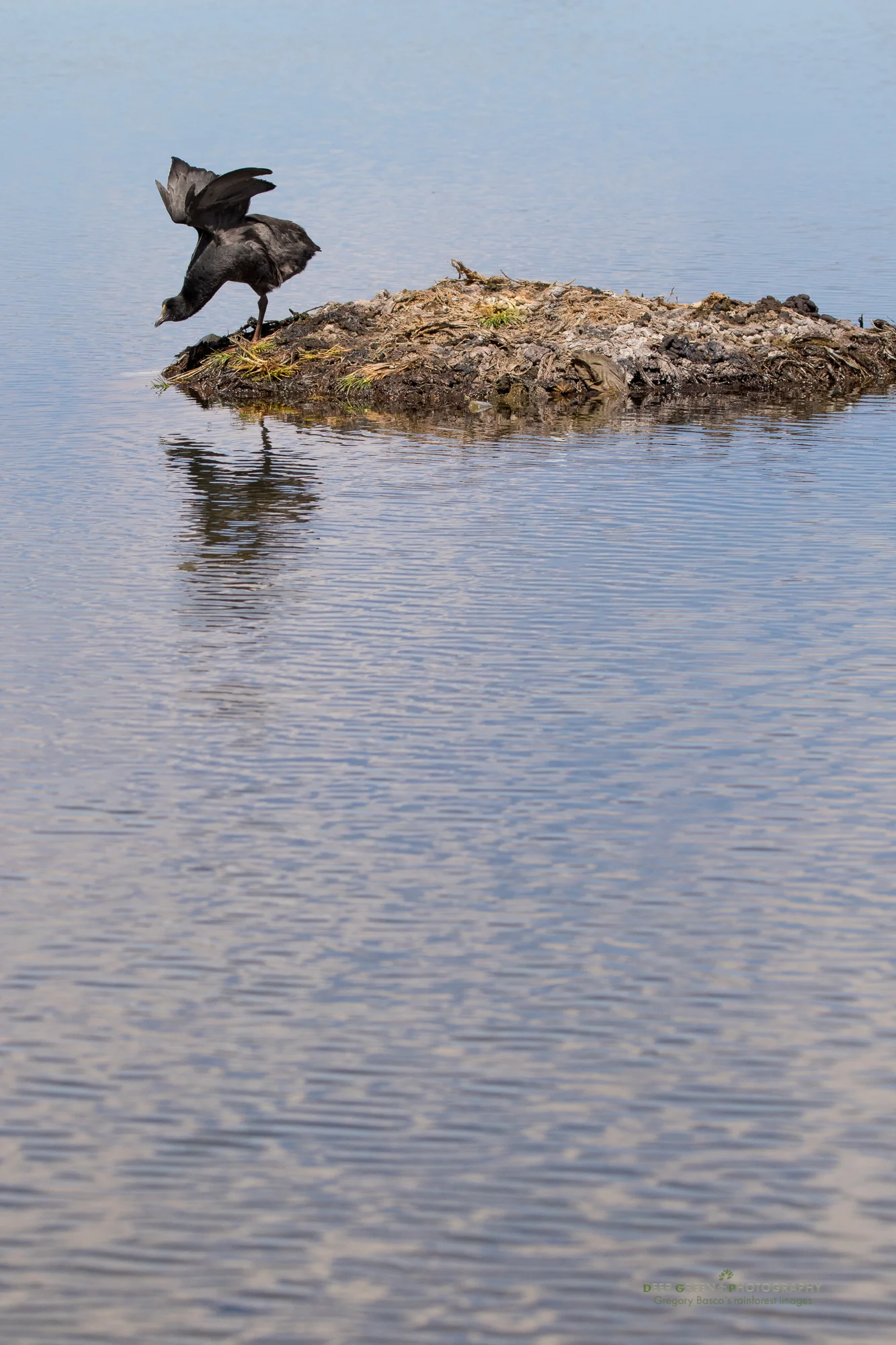 A giant coot protects its nest in a small lagoon in the highlands of Chile's Lauca National Park