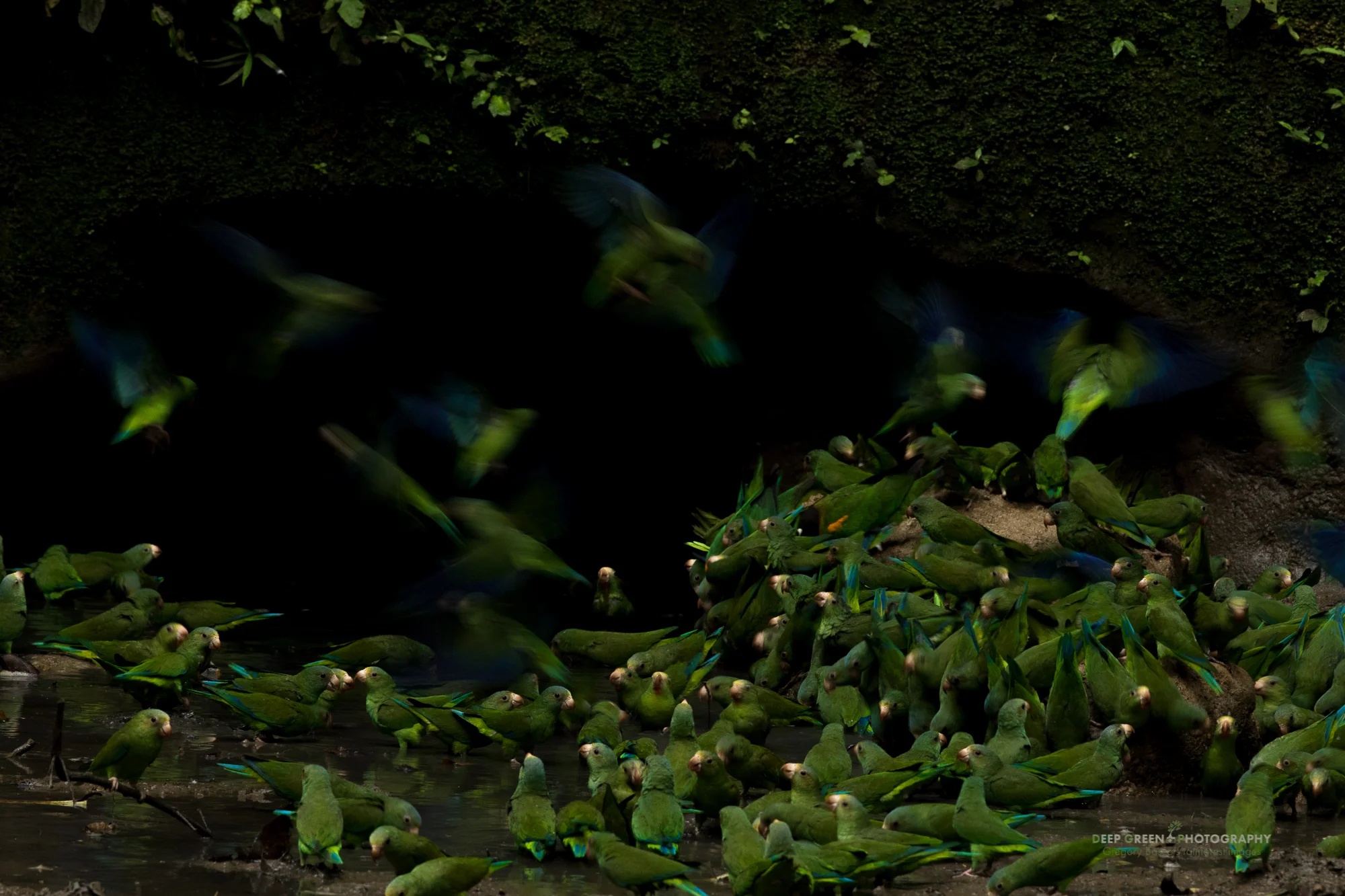 Cobalt-winged parakeets congregate en masse at a clay lick in the Ecuadorian Amazon. Scientists think that the clay may help the birds to flush toxic chemicals (ingested from the fruits and seeds that compose their diet) from their system and also provide much needed salt to the birds. Clay licks occur only in the Western Amazon where the influence of ocean air is null, meaning that salt becomes a scarce commodity.