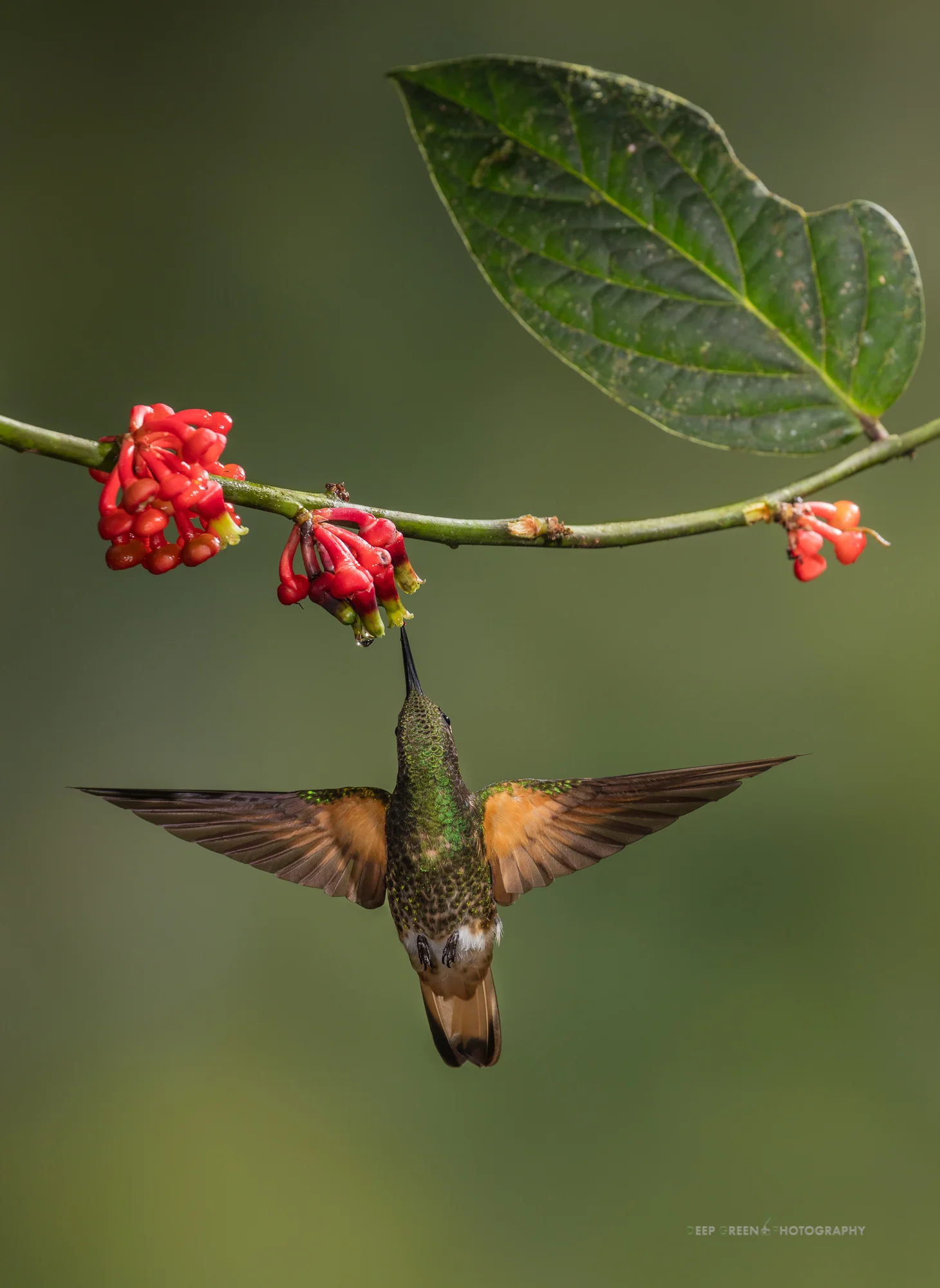 A buff-tailed coronet visits a tropical blueberry flower in the cloud forest in Ecuador