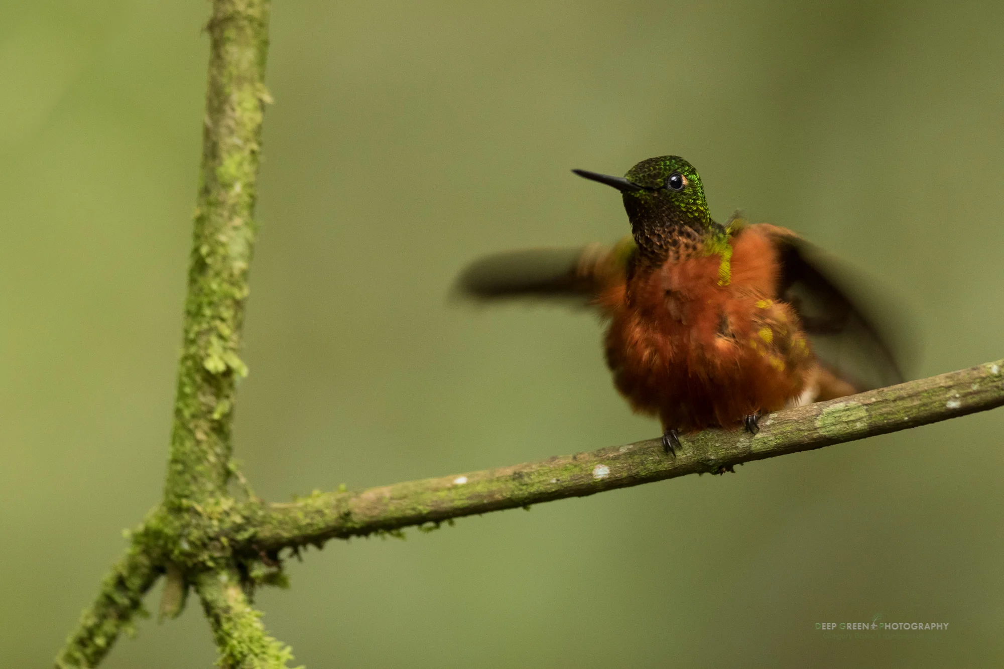 A young chestnut-bellied coronet hummingbird calls for food in a cloud forest in Ecuador