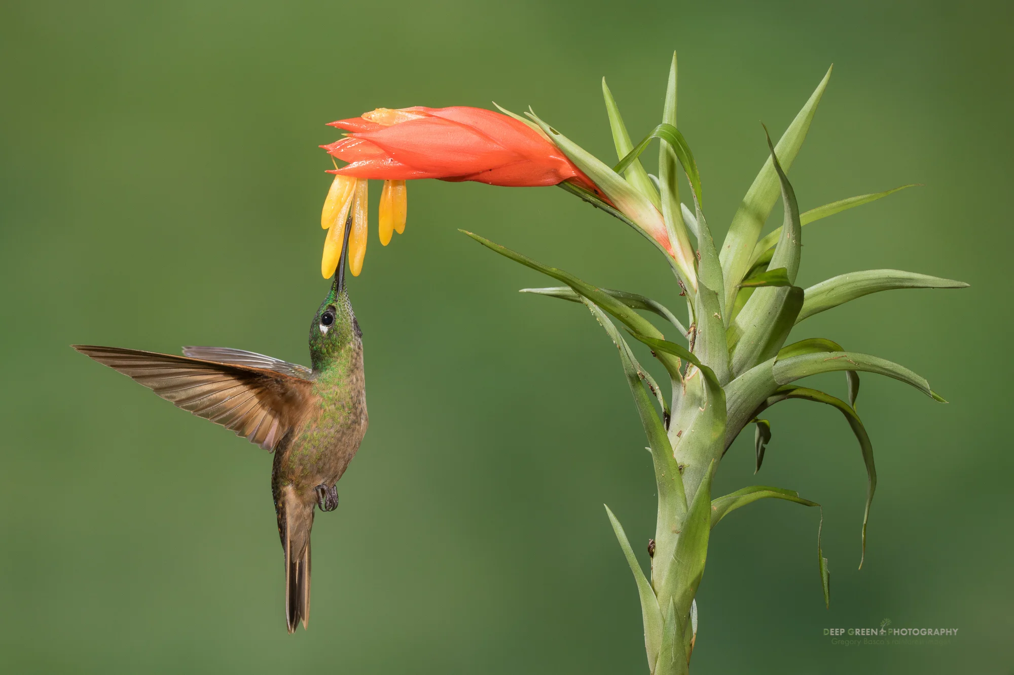A buff-bellied coronet visits a bromeliad flower in a cloud forest in Ecuador