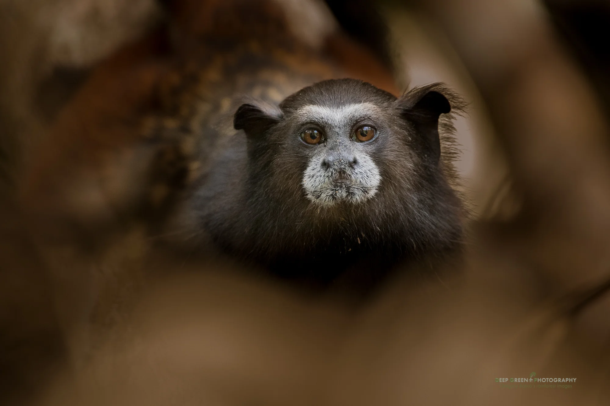 A titi monkey in the rainforest in the Peruvian Amazon