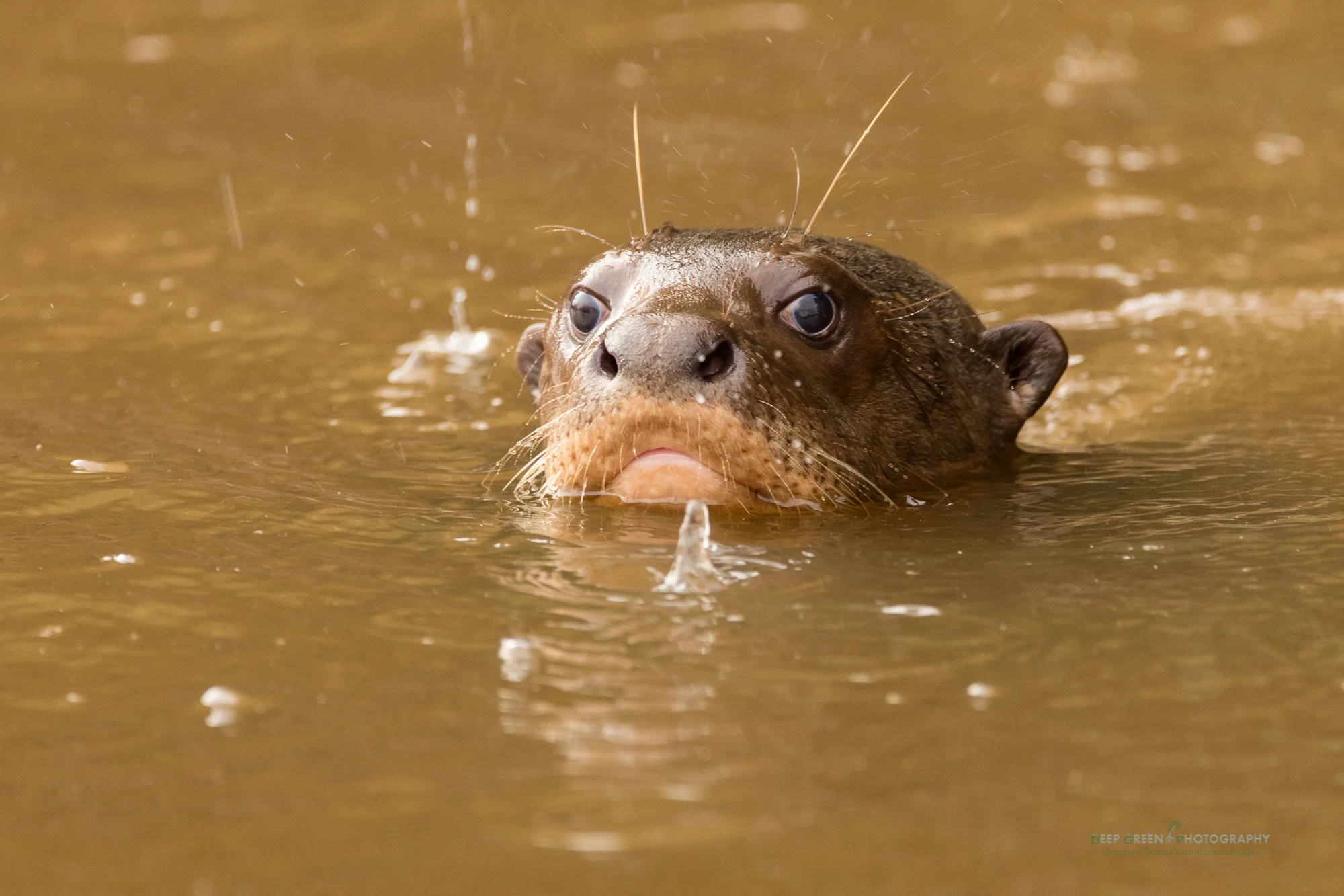 A giant river otter in a lagoon in the Peruvian Amazon