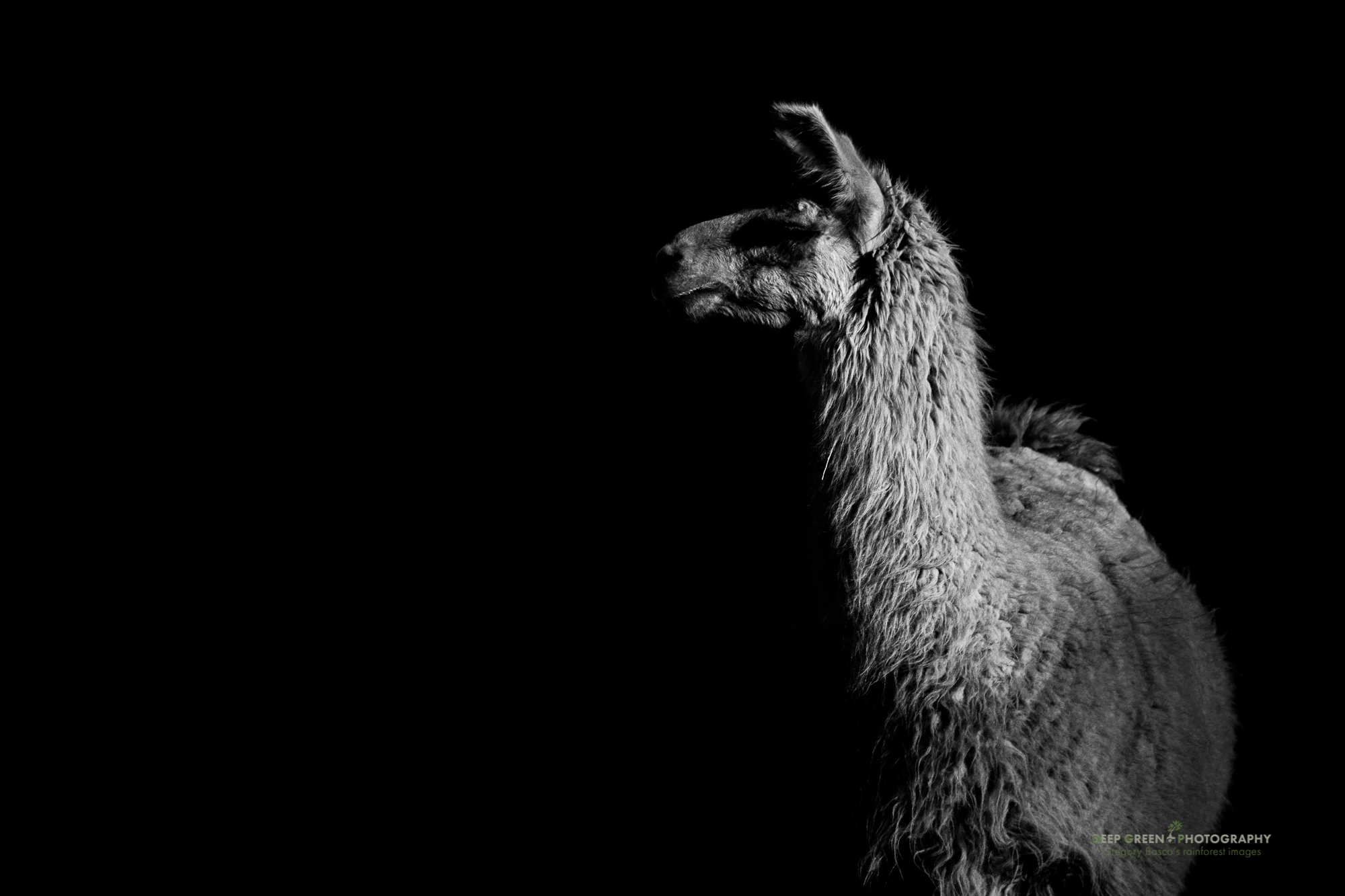 DGPstock-mammals-69.jpg