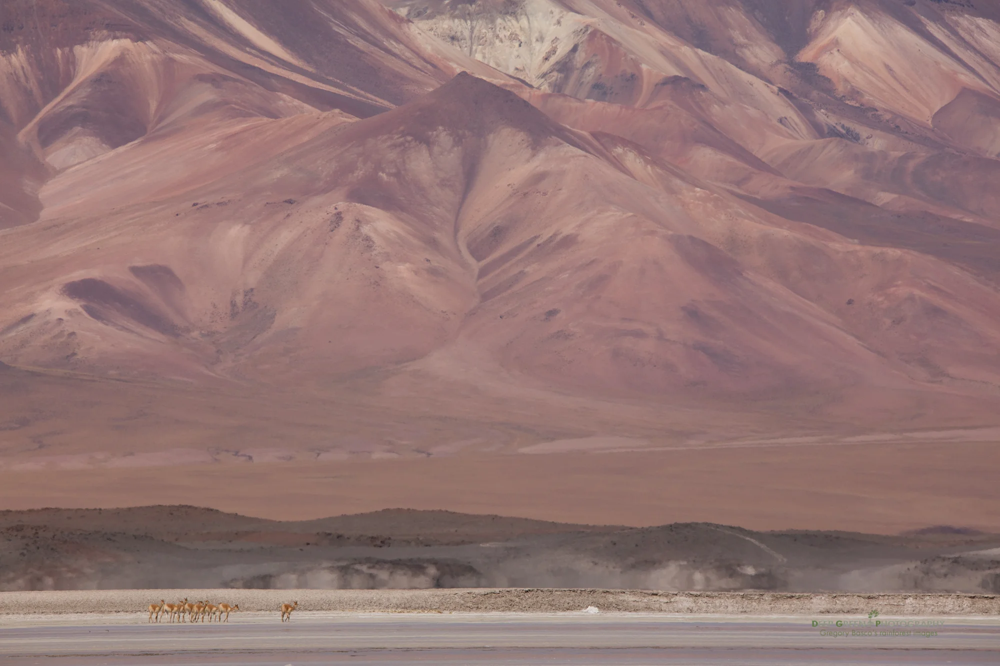 Fresh water is scarce in the high regions of the Atacama Desert in Chile. Vicuña are forced to drink from the salt lakes that abound in the area. I was lucky to encounter them in a beautiful setting!