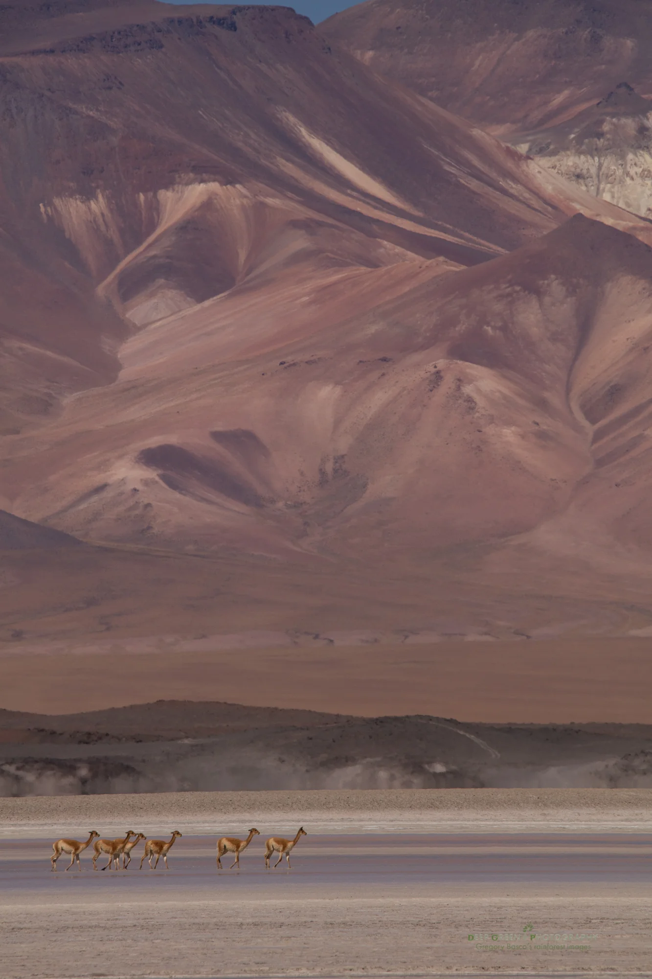 Fresh water is scarce in the high regions of the Atacama Desert in Chile. Vicuña are forced to drink from the salt lakes that abound in the area. I was lucky to encounter them in a beautiful setting!