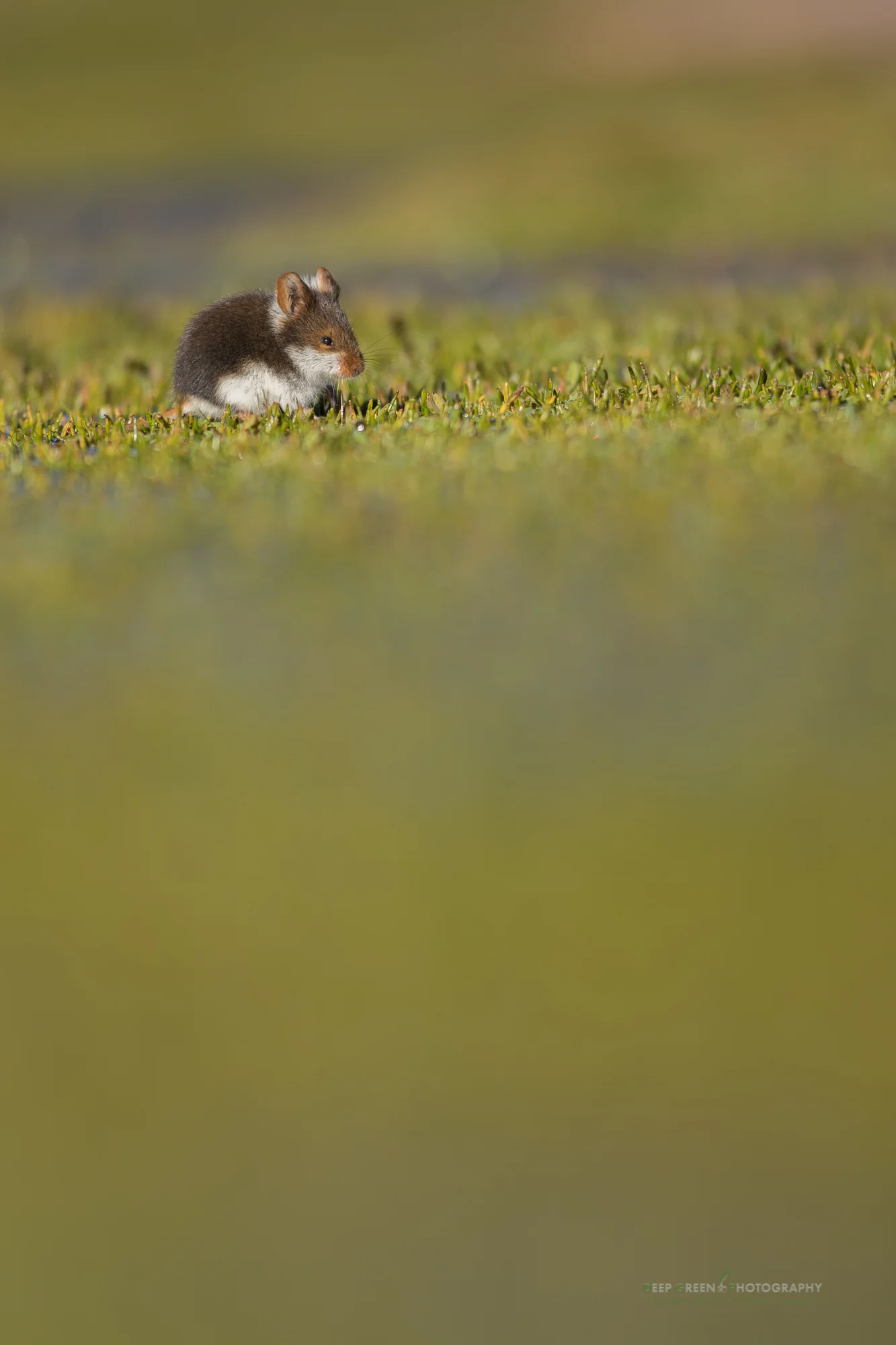 A newly discovered mouse species endemic to the high mountains of Chile's Atacama Desert