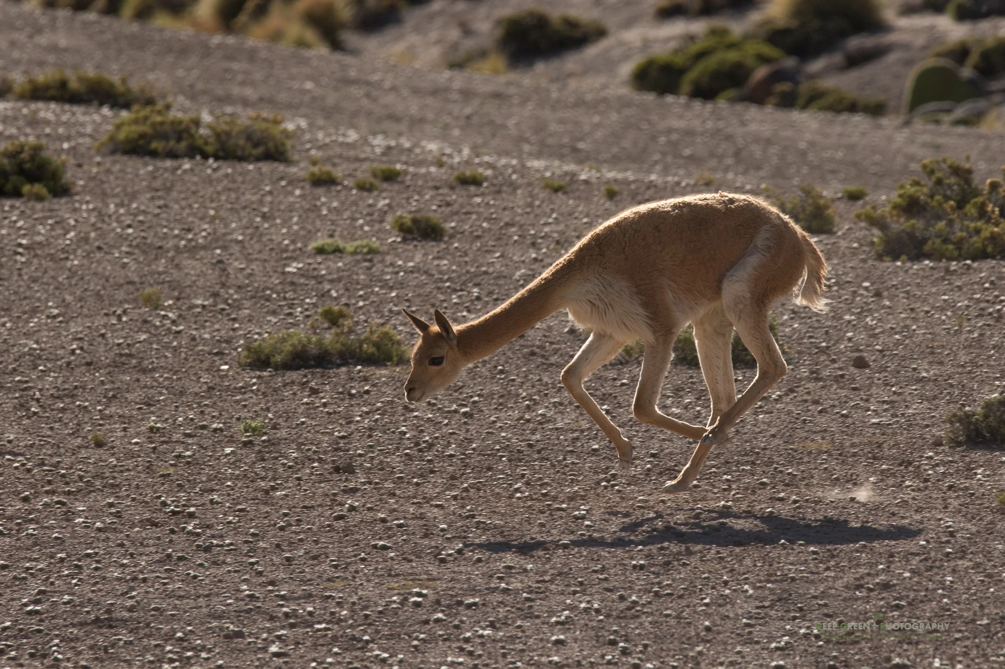 A vicuña frolics in the desert in the Lauca National Park in Chile