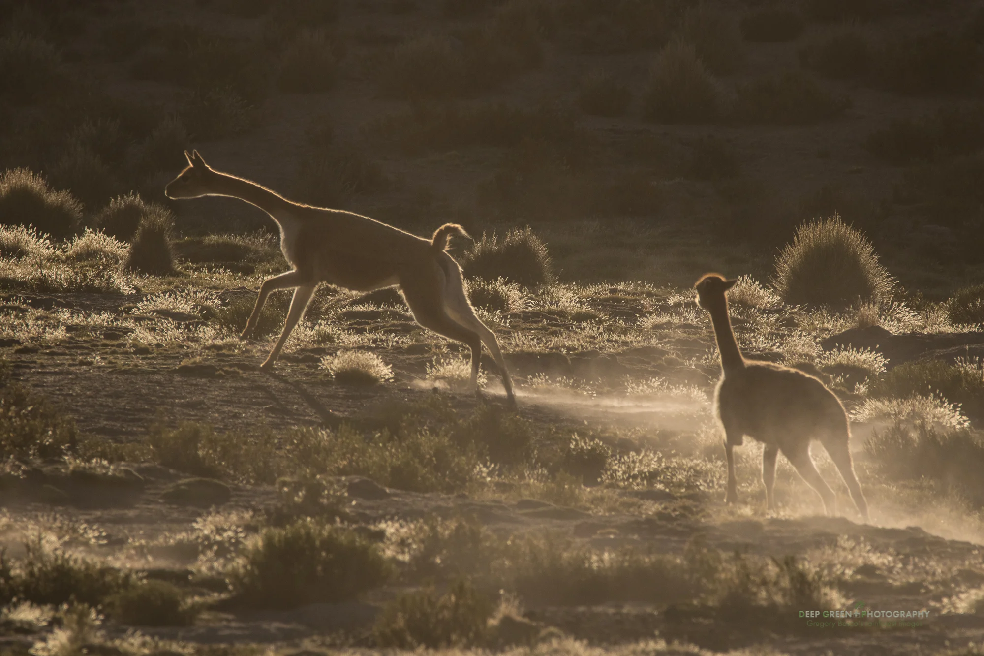 DGPstock-mammals-91.jpg