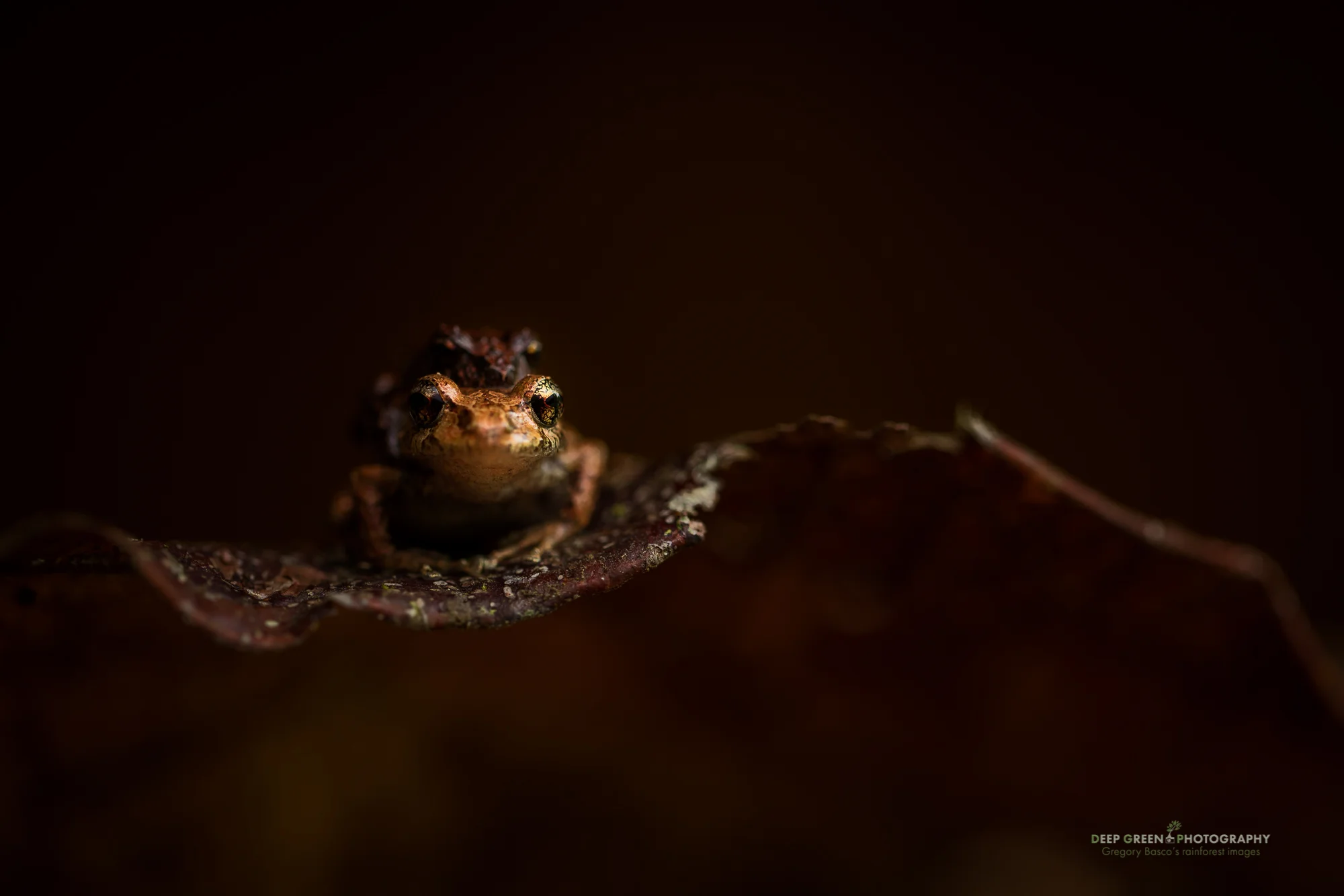Pristimantis rain frogs mate in a rainforest in Ecuador