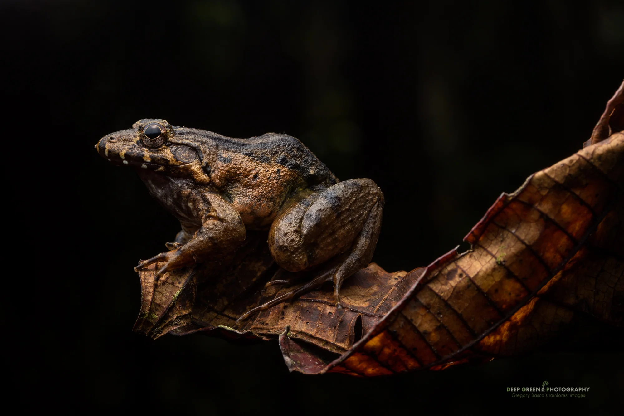 A large Leptodactylus frog poses in a rainforest in Ecuador