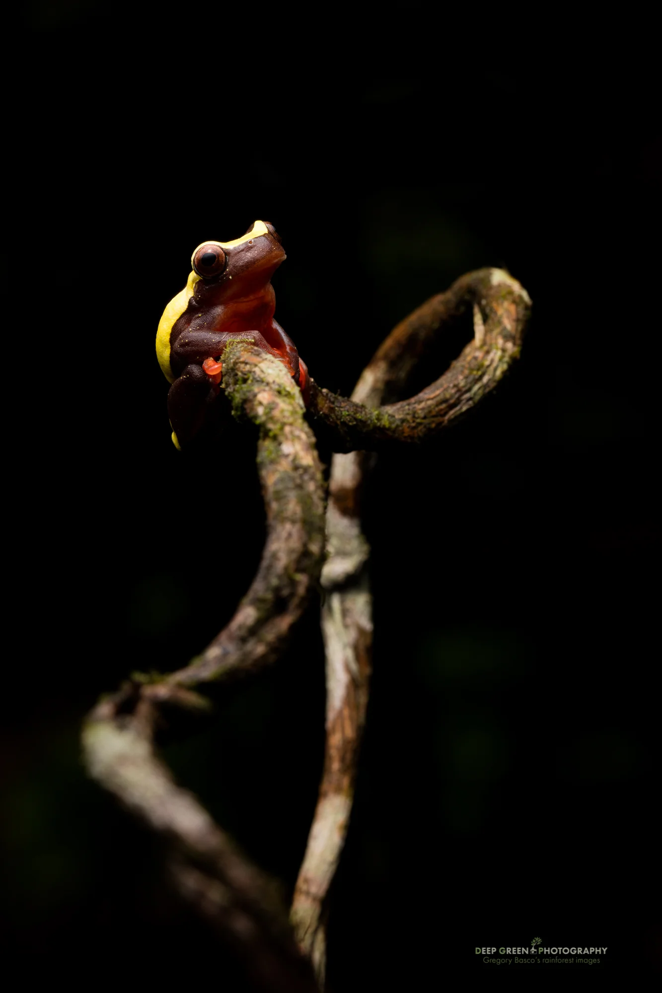 A clown frog on a branch in the rainforest in Ecuador