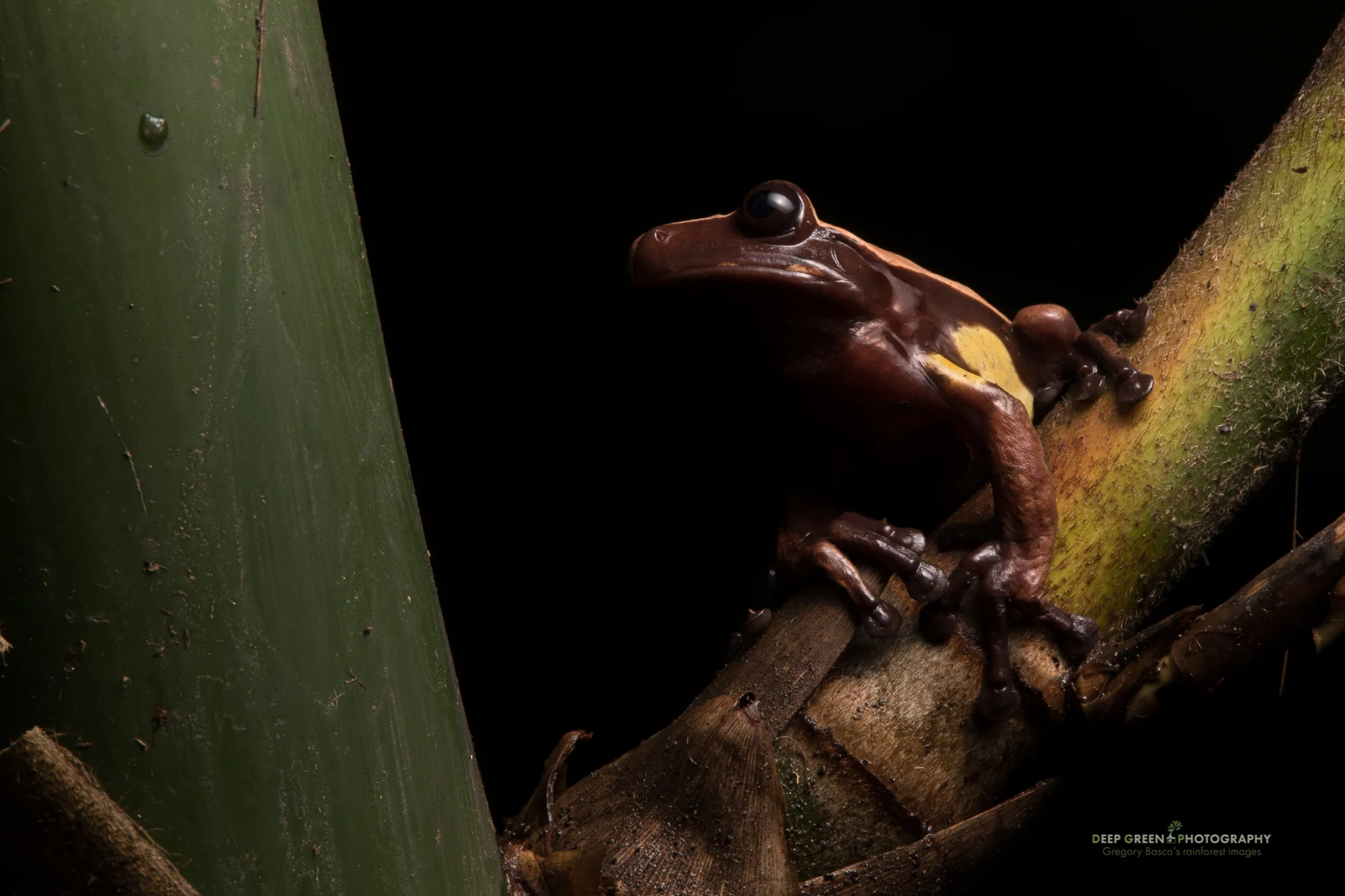 A very rare Chocolate frog in Ecuador. This species spends its entire leaf inside and around native bamboo stems.