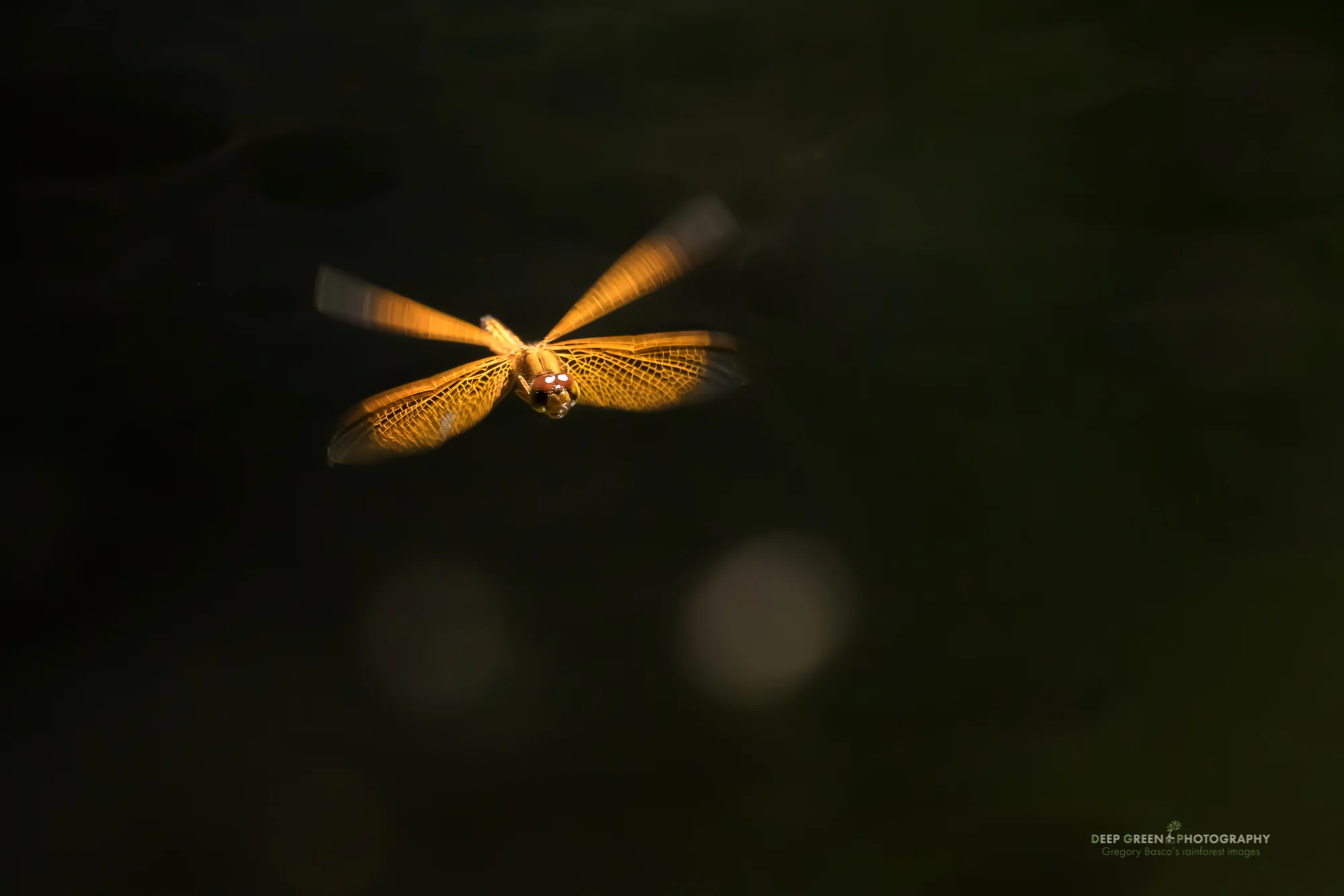 A dragonfly hovering above a backwater lagoon in the Peruvian Amazon