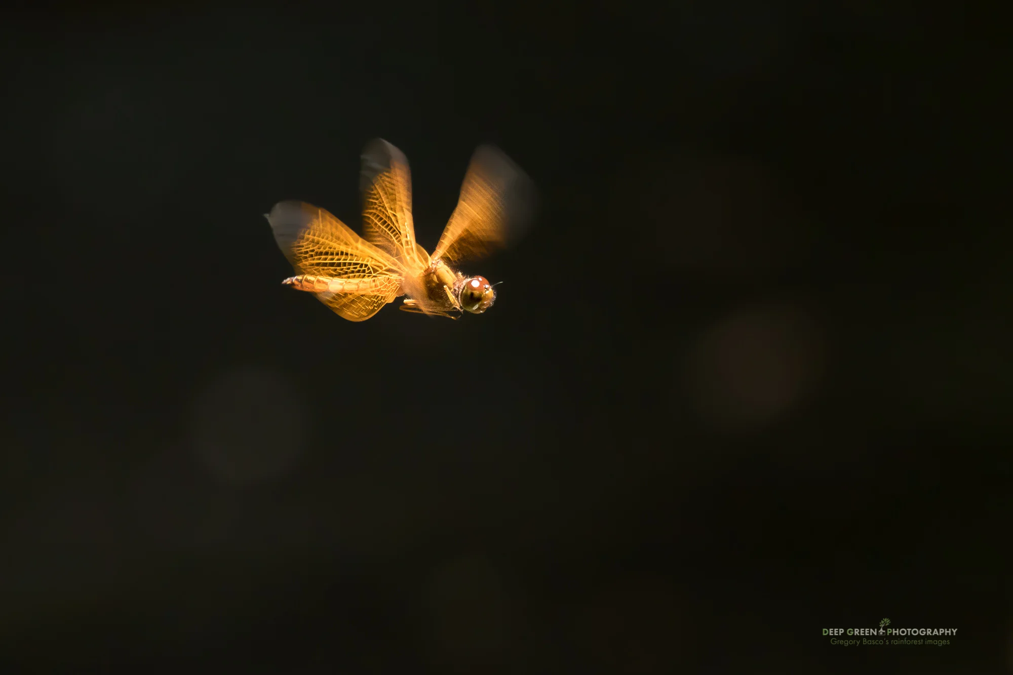 A dragonfly hovering above a backwater lagoon in the Peruvian Amazon