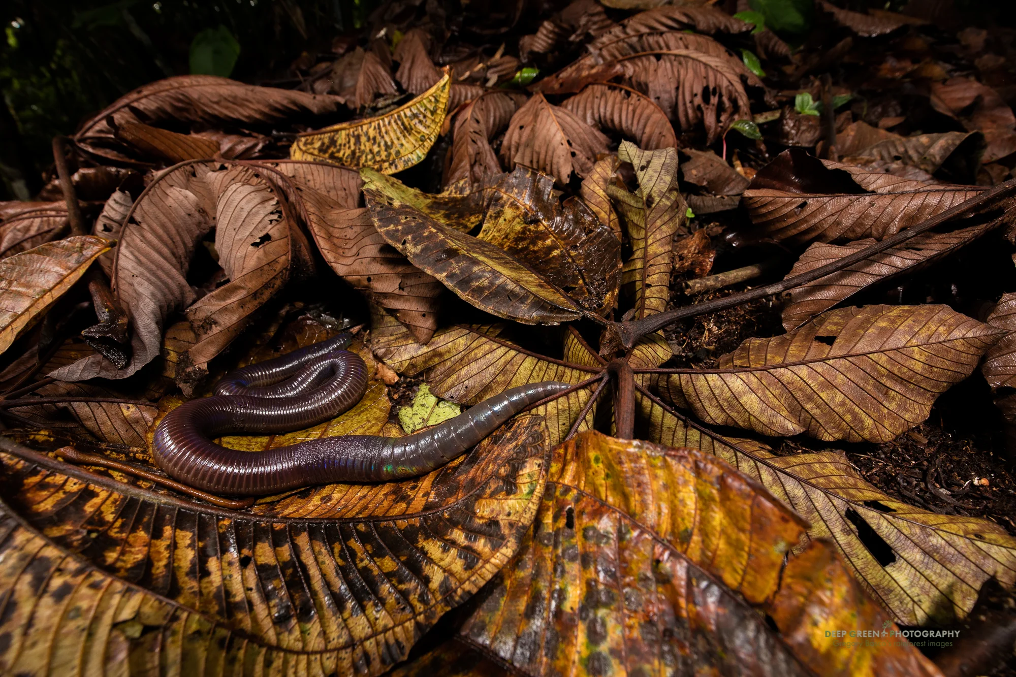 A giant earthworm measuring nearly 3 feet long on the rainforest floor in Ecuador