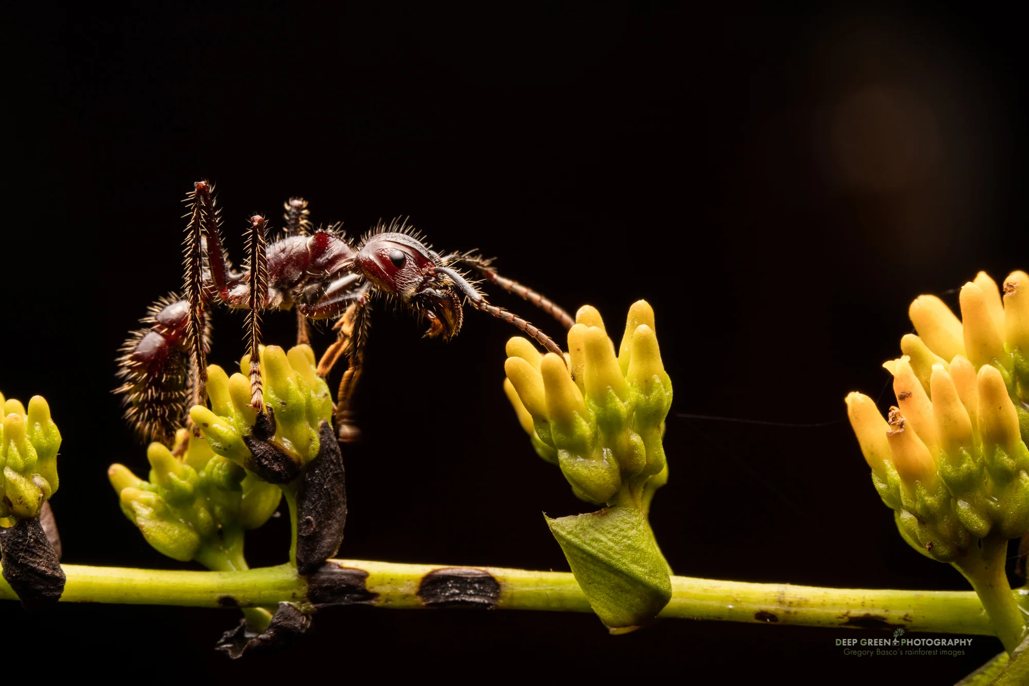 Bullet ants can measure nearly 2 inches long and their sting i considered the most painful in the insect world. They can play an important role in pollination of certain rainforest plants as they collect nectar, which they hold in their jaws to take back to their underground colonies. This bullet ant is collecting nectar from a rainforest Poinsettia plant (actually from the genus Warsweczia in the coffee or Rubiaceae family).
