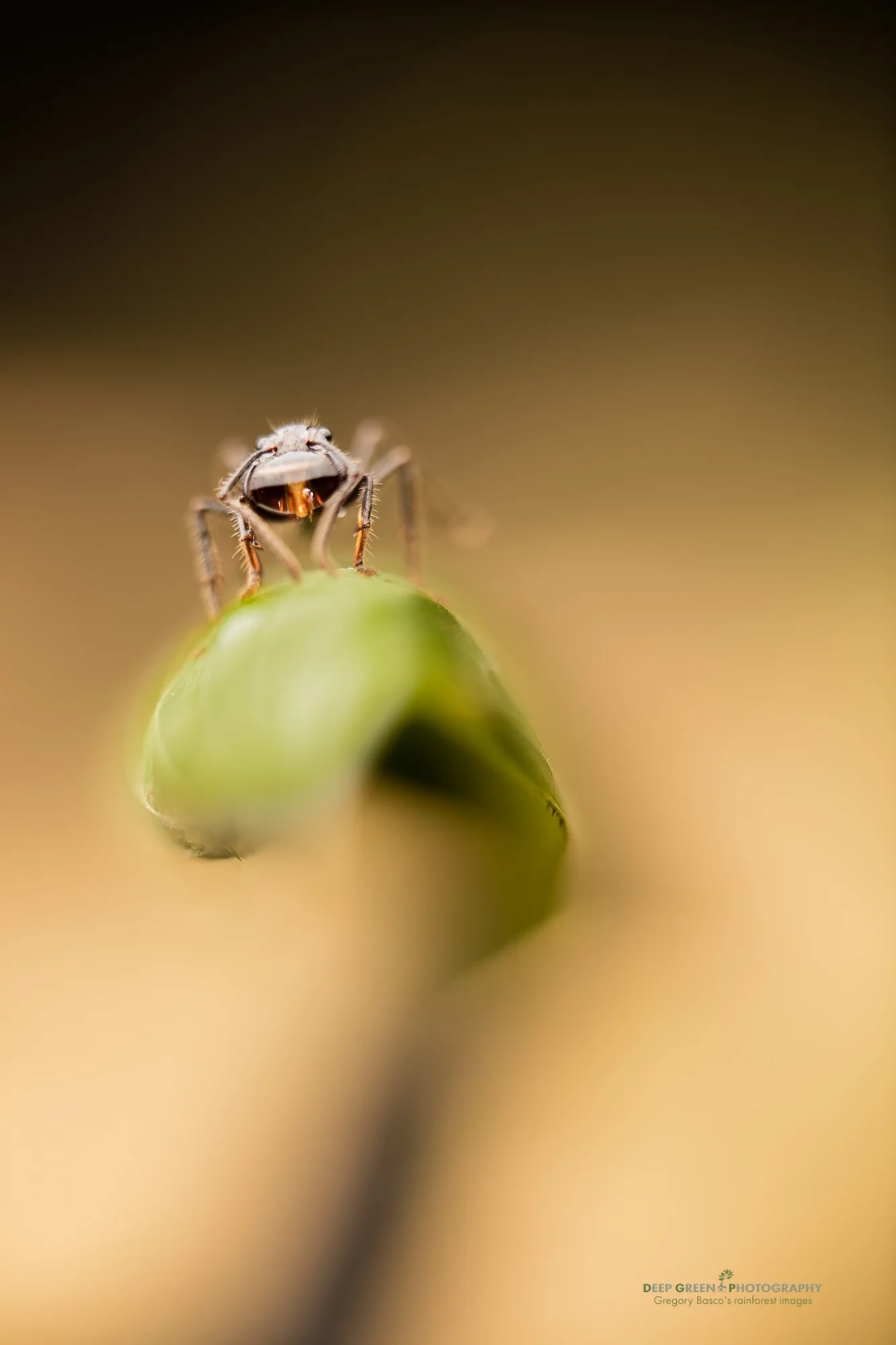 Bullet ants can measure nearly 2 inches long and their sting i considered the most painful in the insect world. They can play an important role in pollination of certain rainforest plants as they collect nectar, which they hold in their jaws to take back to their underground colonies. This bullet ant is collecting nectar from a rainforest Poinsettia plant (actually from the genus Warsweczia in the coffee or Rubiaceae family).