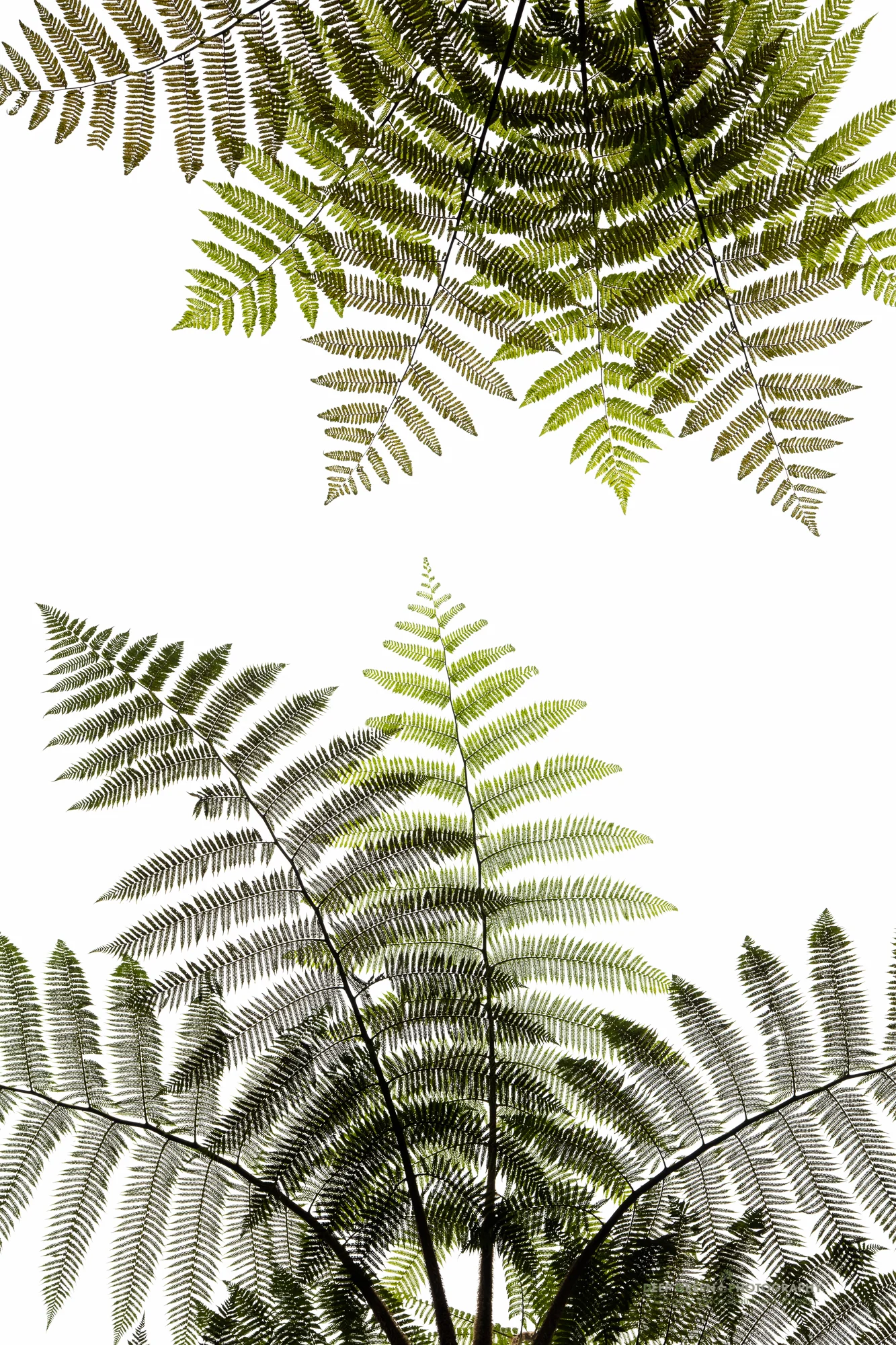 Nature produces art, even in the chaotic envionrment of the tropical cloud forest. By searching carefully, I was able to produce a graphic image of tree fern leaves in a cloud forest in western Ecuador