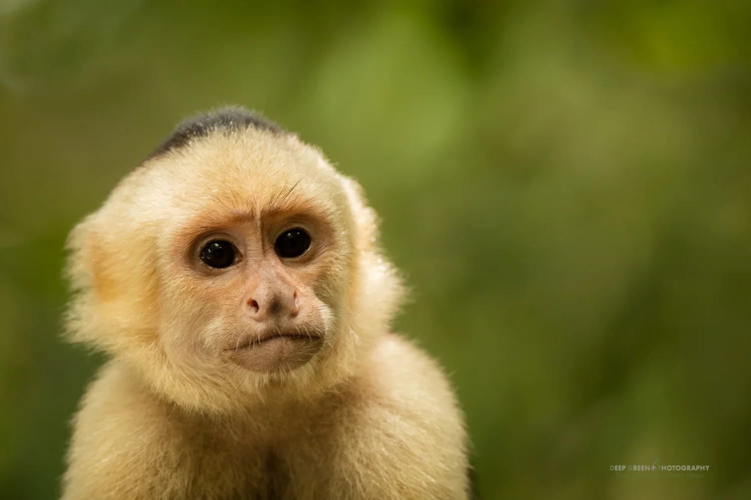 I took this photo of a White-faced capuchin monkey using the Sigma 150-600 mm Contemporary at 451 mm on a Canon 5DsR at f/6.3, 1/200, ISO 2000, handheld.