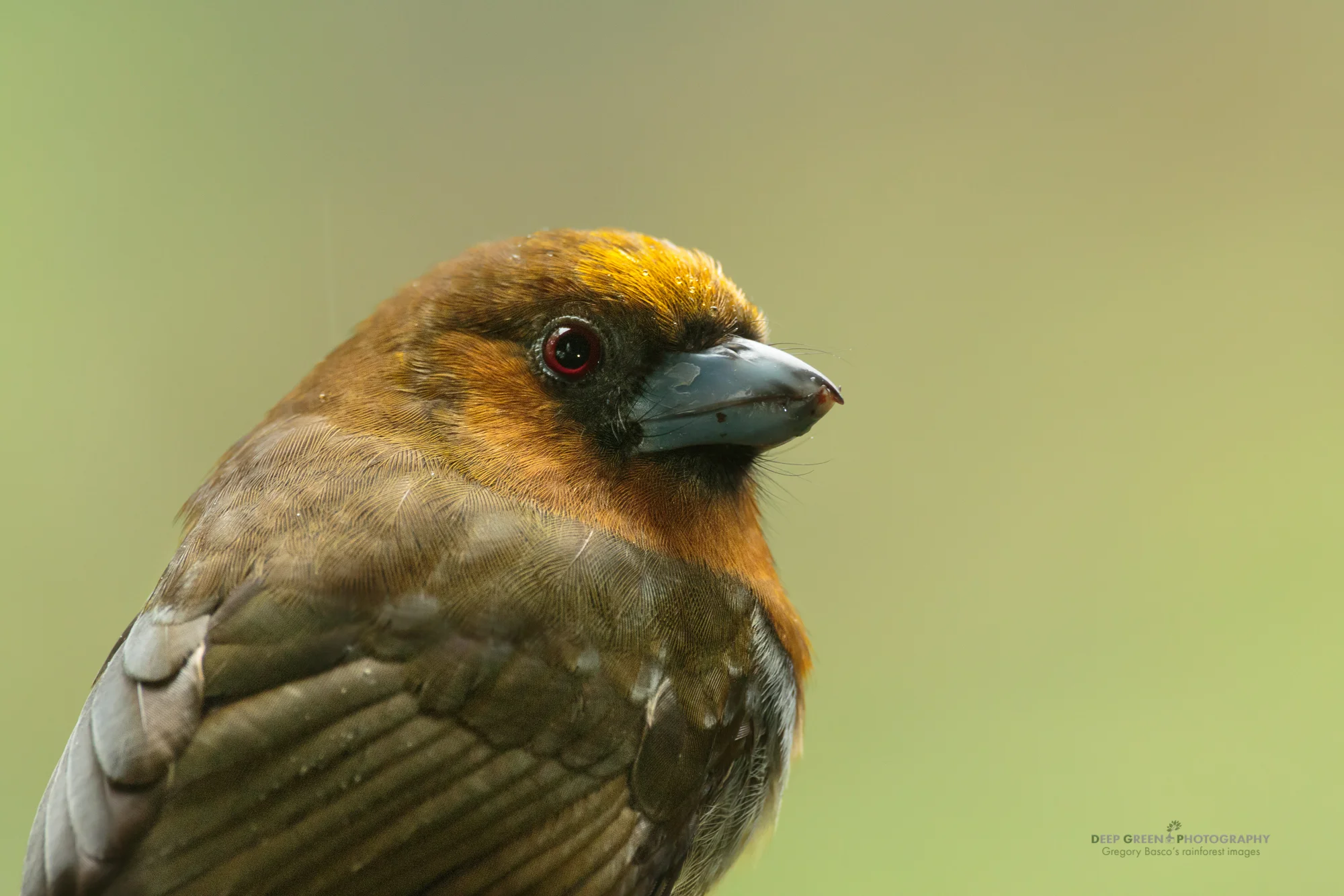 Closeup of a prong-billed barbet, Costa Rica highlands