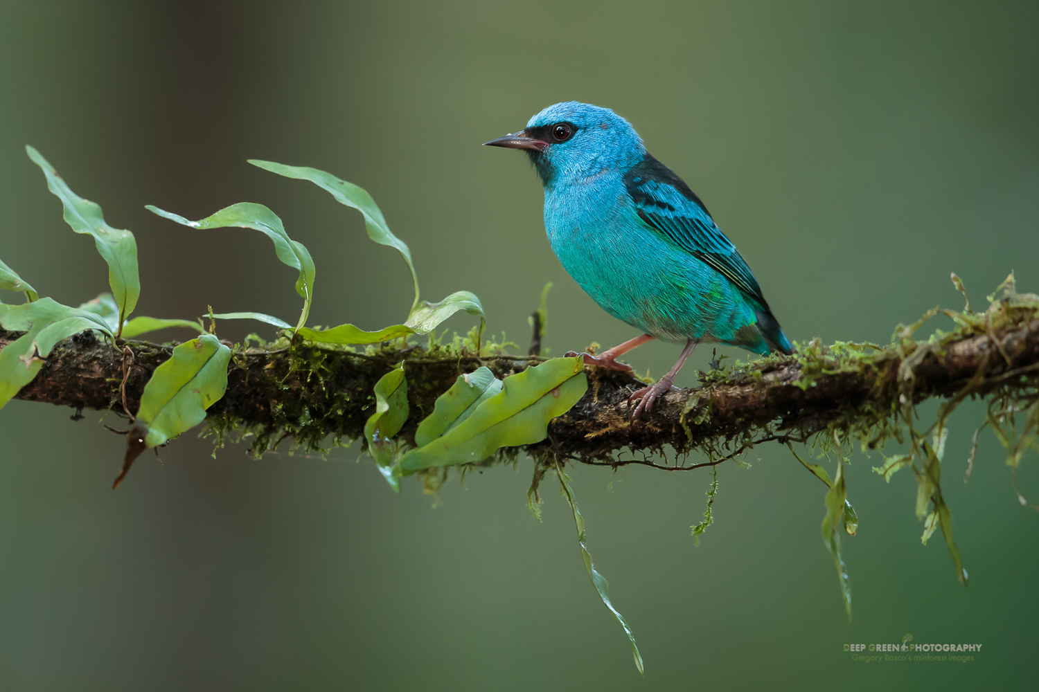 Blue dacnis, Costa Rica lowlands