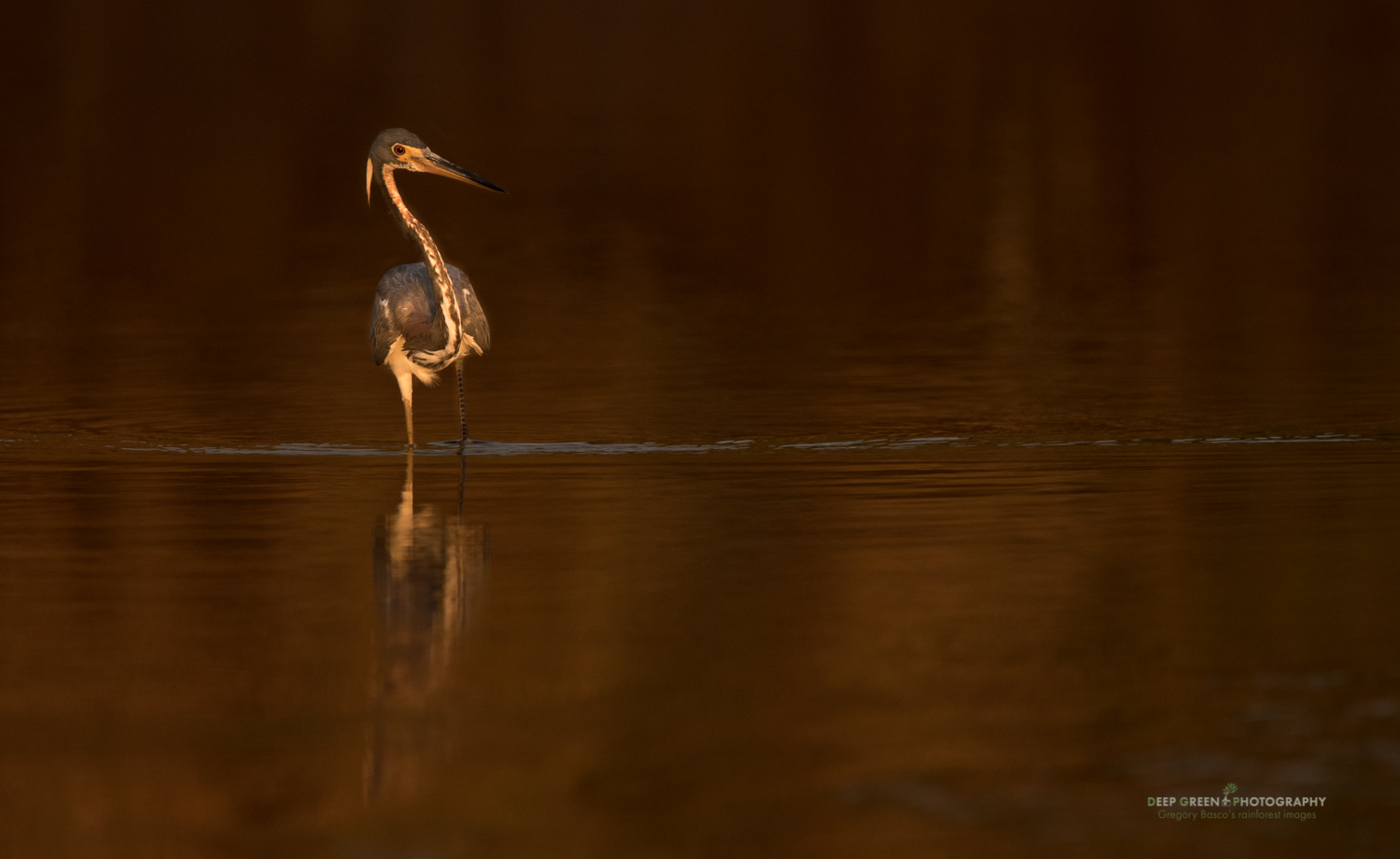 I shot this Tricolored Heron at last light from a boat on Costa Rica's Tarcoles River using the Sigma 150-600 mm Contemporary handheld at 600 mm and wide open at f/6.3 for 1/640 at ISO 400 on a Canon 7DII.