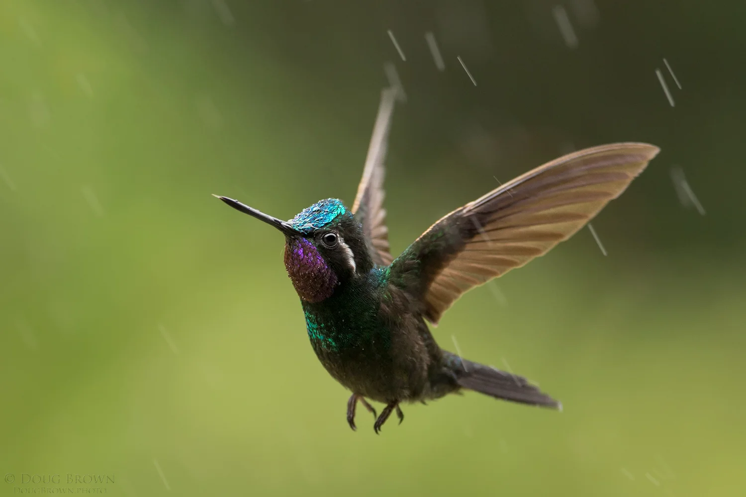Doug took this cool shot of a Purple-throated Mountain Gem hummingbird in the rain during our 2016 Costa Rica workshop. He used the Sigma 150-600 Contemporary version and shot handheld with the Canon 1Dx. The lens was zoomed to 388 mm, and he shot at f/6.3, 1/500, and ISO 1600.