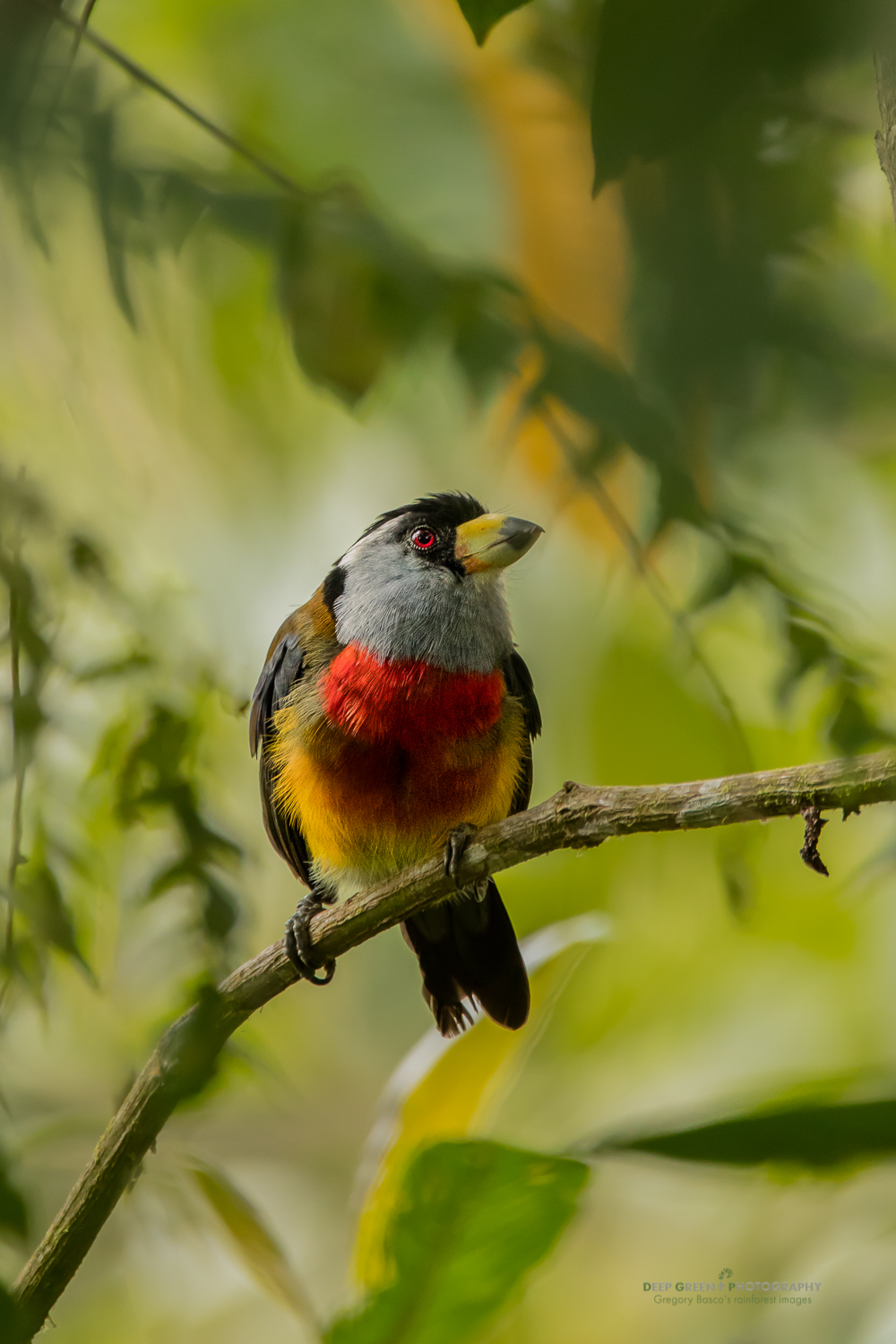 A toucan barbet in the cloud forest in Ecuador