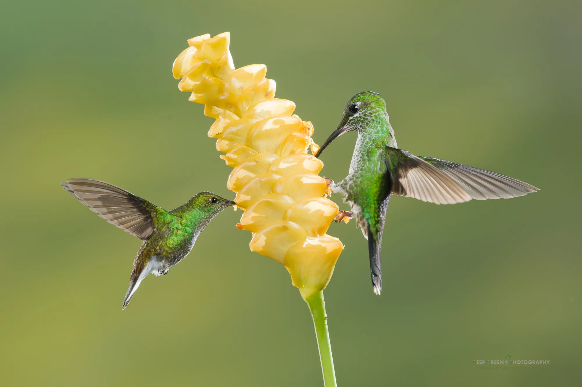 coppery-headed emerald and green-crowned brilliant visit a rattlesnake flower