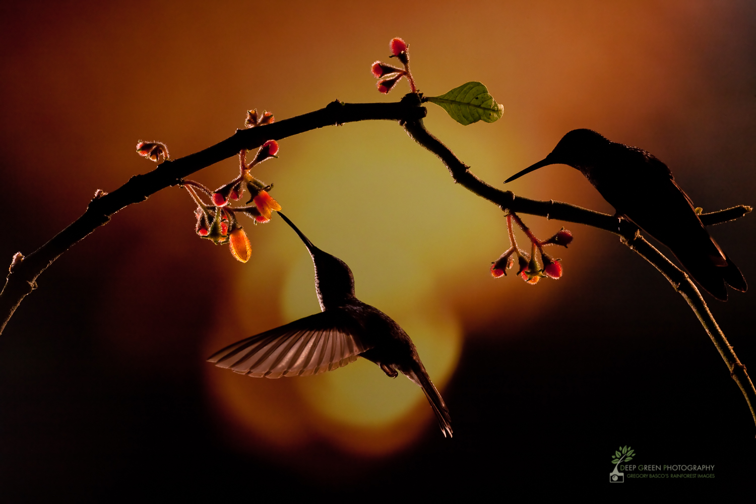 Tìm kiếm sự độc đáo của thiên nhiên, câu chuyện tràn ngập vẻ đẹp tự nhiên của các loài chim và thú hoang dã. Những hình ảnh về chủ đề Wildlife photography - Hummingbirds sẽ mang đến cho bạn cơ hội thưởng thức những hình ảnh đầy màu sắc và sống động nhất.