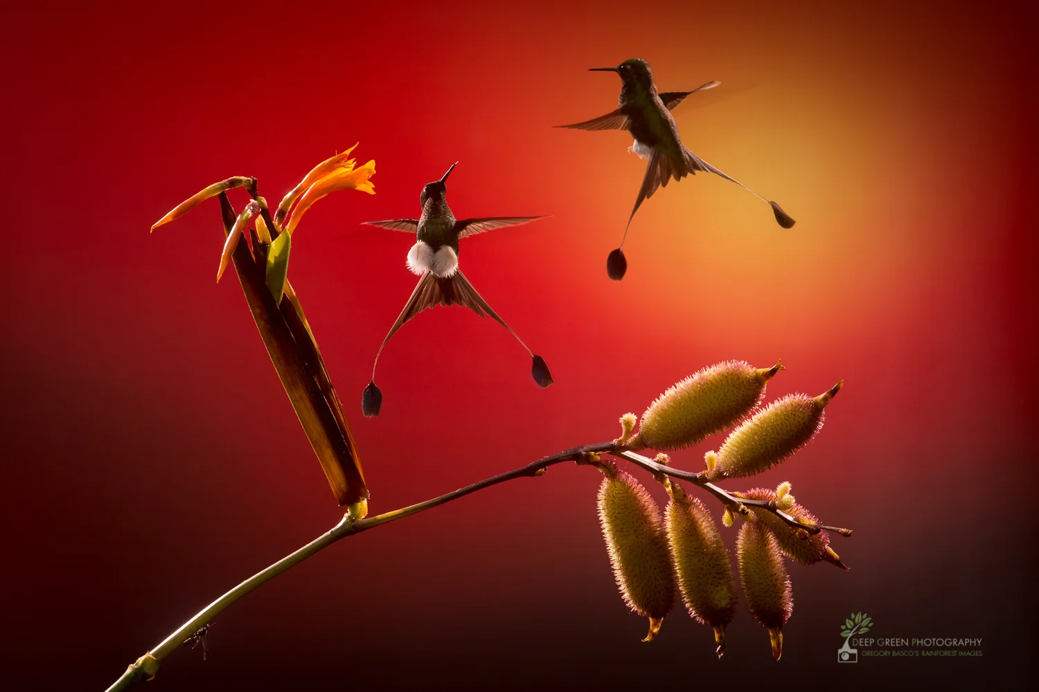 Booted Racket-tails at native Canna flower, Ecuador Canon 5DIII, Canon 70-300 mm f/4-5.6 L IS zoom, Induro tripod and ballhead, cable release, 4 flashes, f/13, 1200th, ISO 400