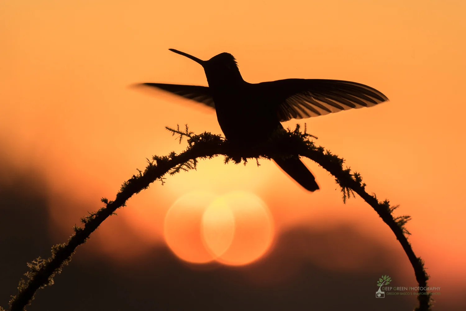 Magnificent hummingbird as sun sets over cloud forest, Costa Rica Canon 7DII, Sigma 150-600 mm f/5-6.3 Contemporary zoom lens, handheld, f/6.3, 1/400th, ISO 400