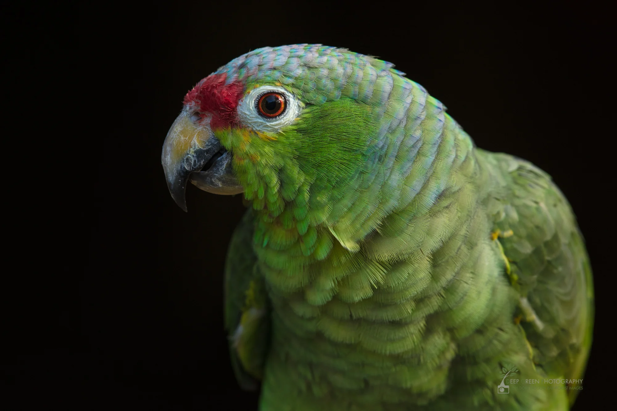 A red-lored parrot, Costa Rica