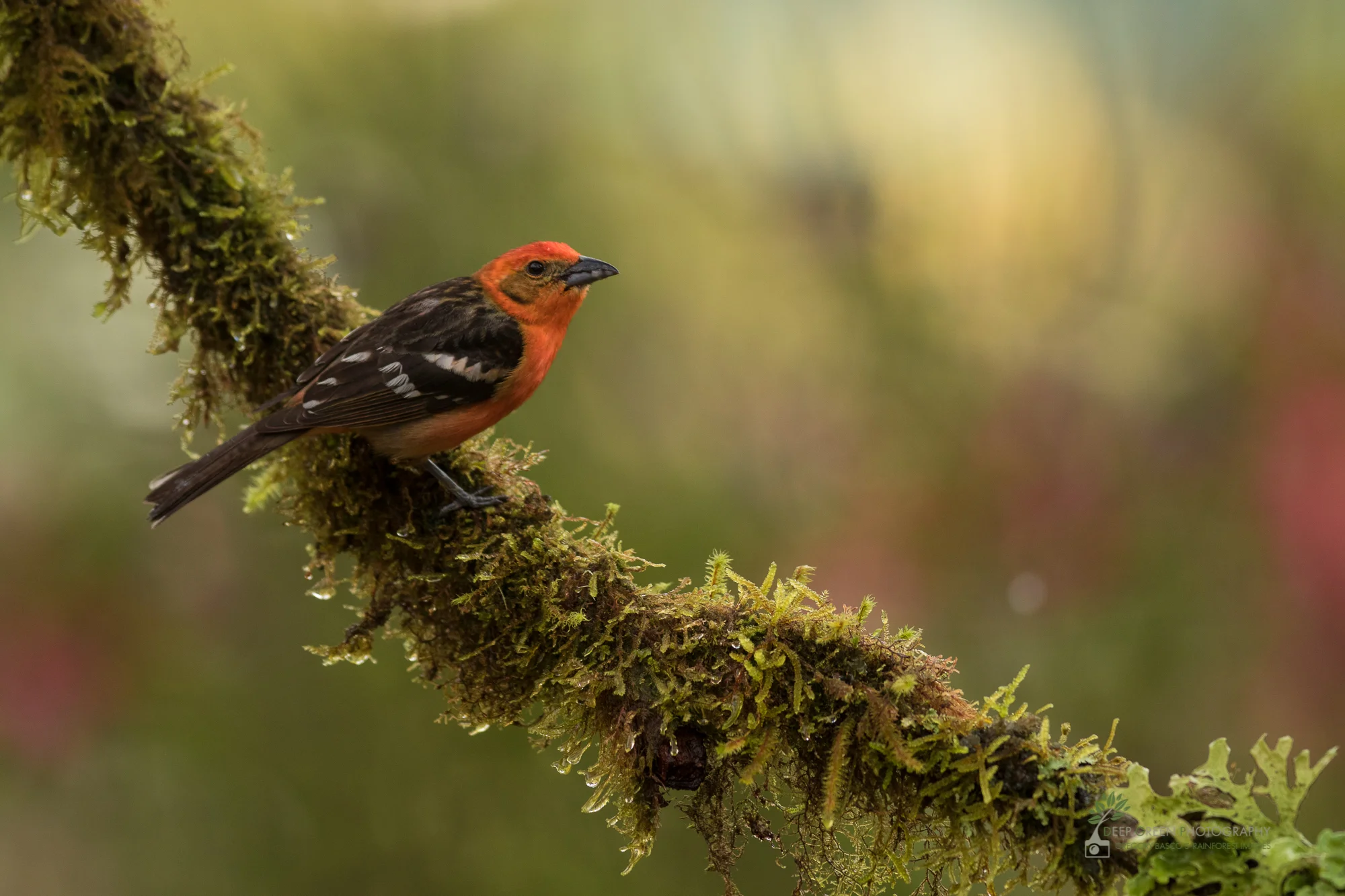 Flame-colored Tanager in cloud forest, Costa Rica