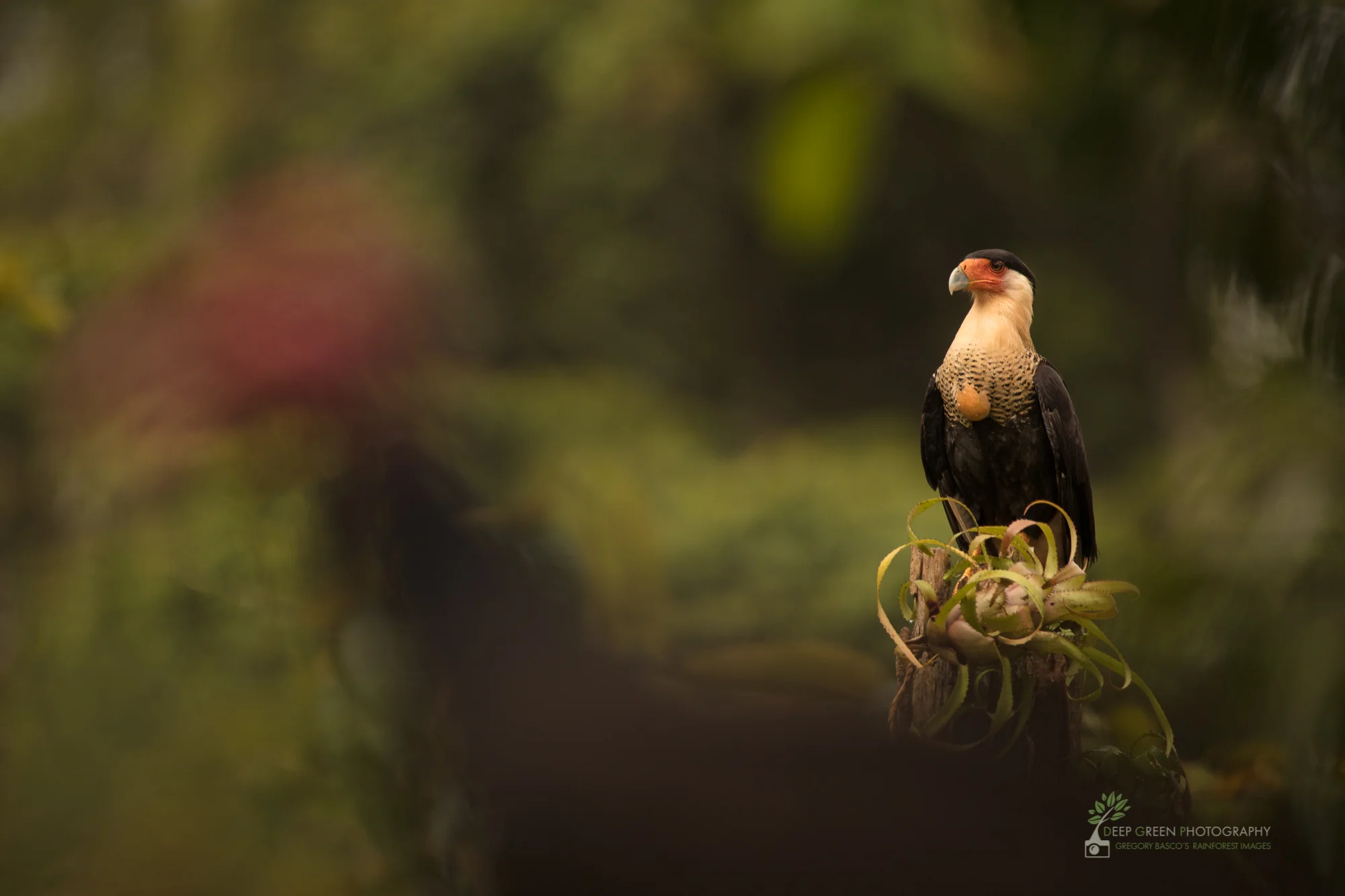 A Crested Caracara waits patiently as vultures clean a carcass in rainforest, Costa Rica