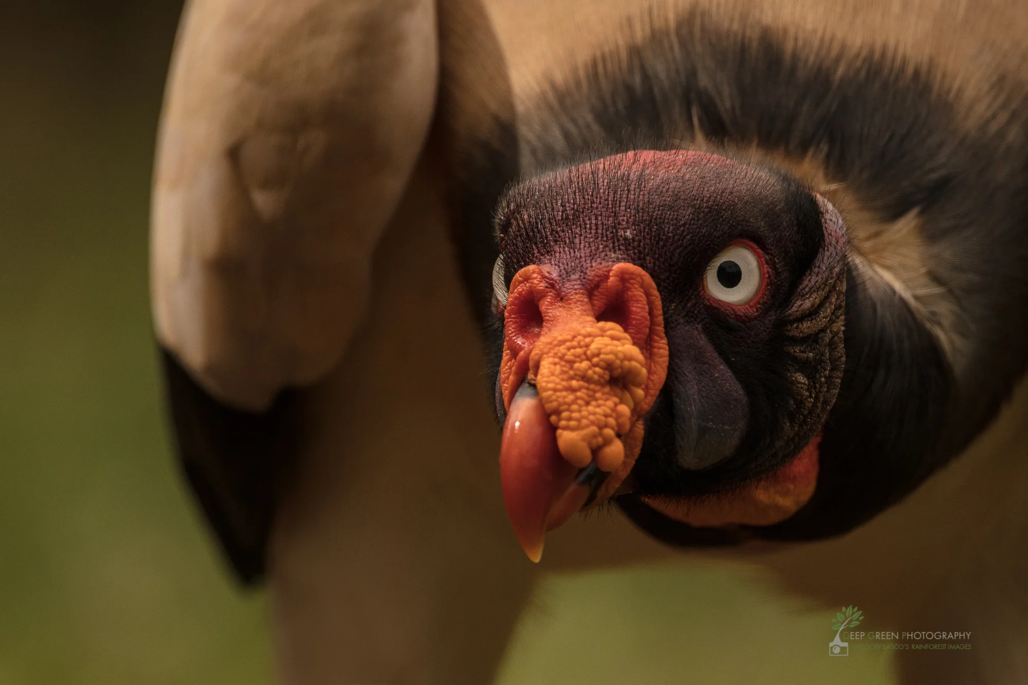 An inquisitive king vulture peers into the camera as I shot through a blind in northern Costa Rica.
Canon 5DsR, Sigma 150-600 mm zoom, handheld, f/6.3, 1/800, ISO 500