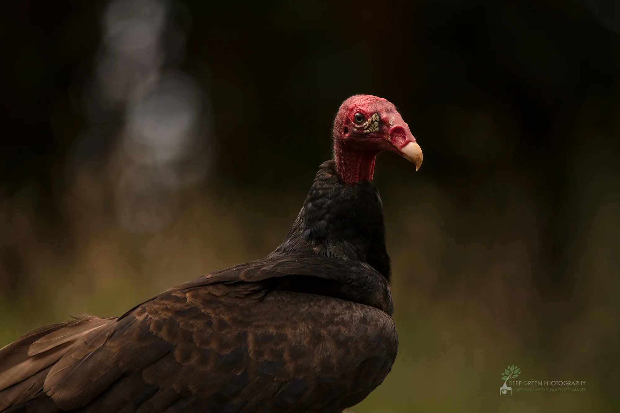 DGP-stock-birds-251.jpg