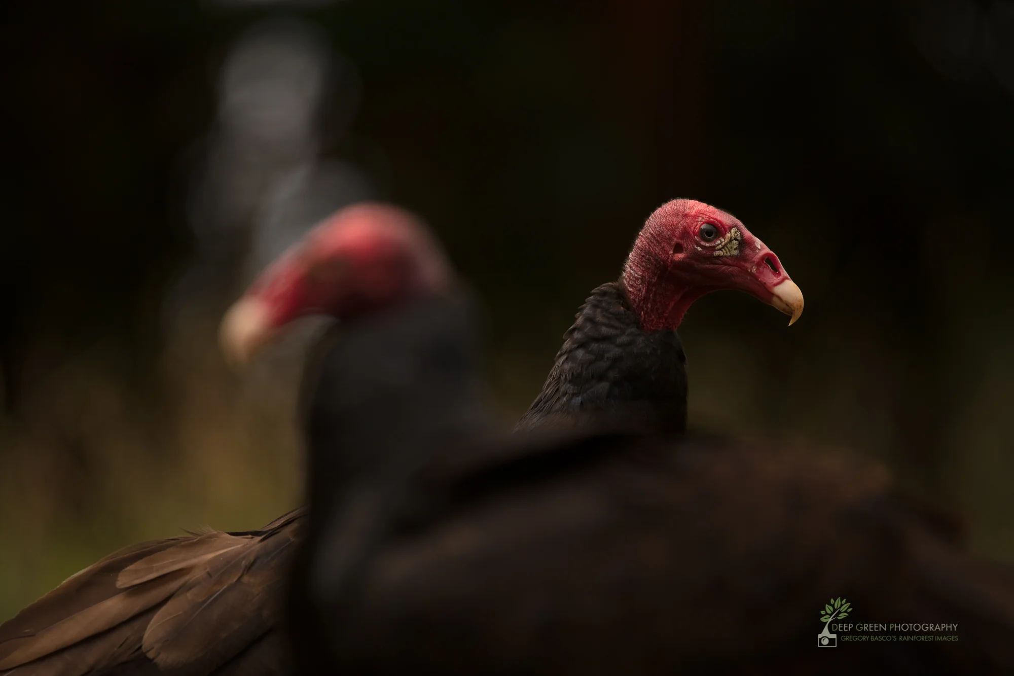 DGP-stock-birds-252.jpg