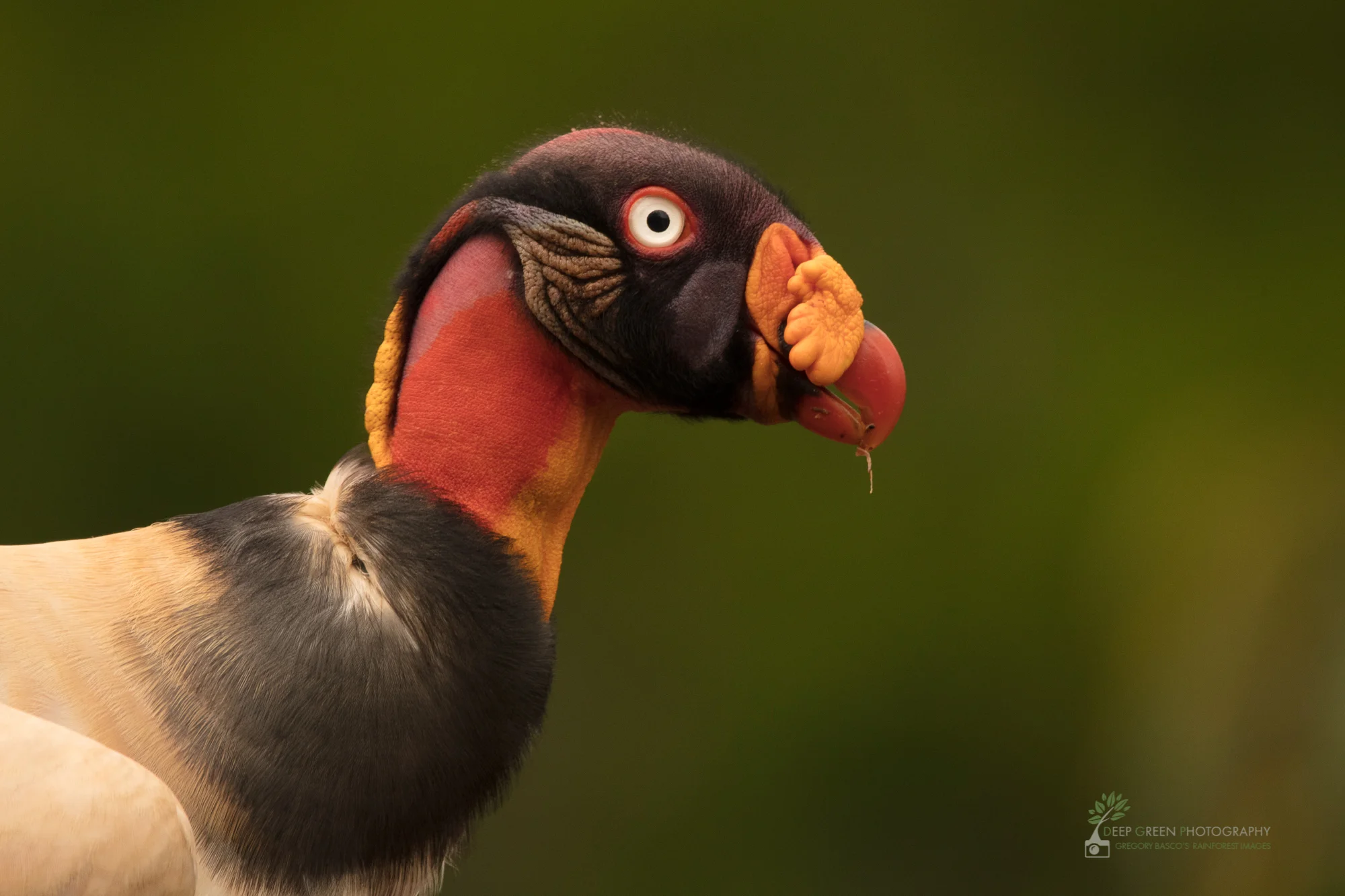 An inquisitive king vulture peers into the camera as I shot through a blind in northern Costa Rica.
Canon 5DsR, Sigma 150-600 mm zoom, handheld, f/6.3, 1/800, ISO 500