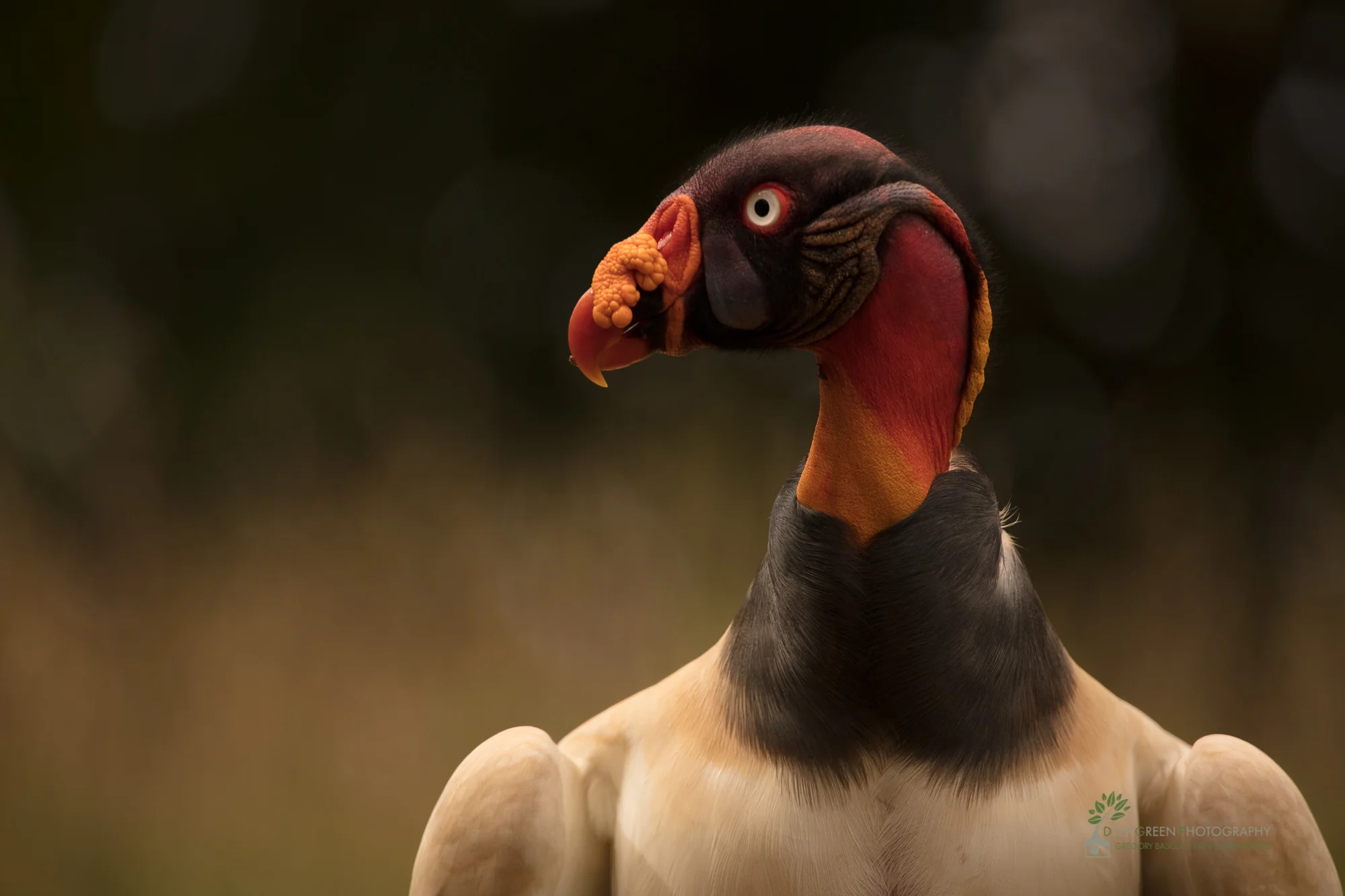 An inquisitive king vulture peers into the camera as I shot through a blind in northern Costa Rica.
Canon 5DsR, Sigma 150-600 mm zoom, handheld, f/6.3, 1/800, ISO 500