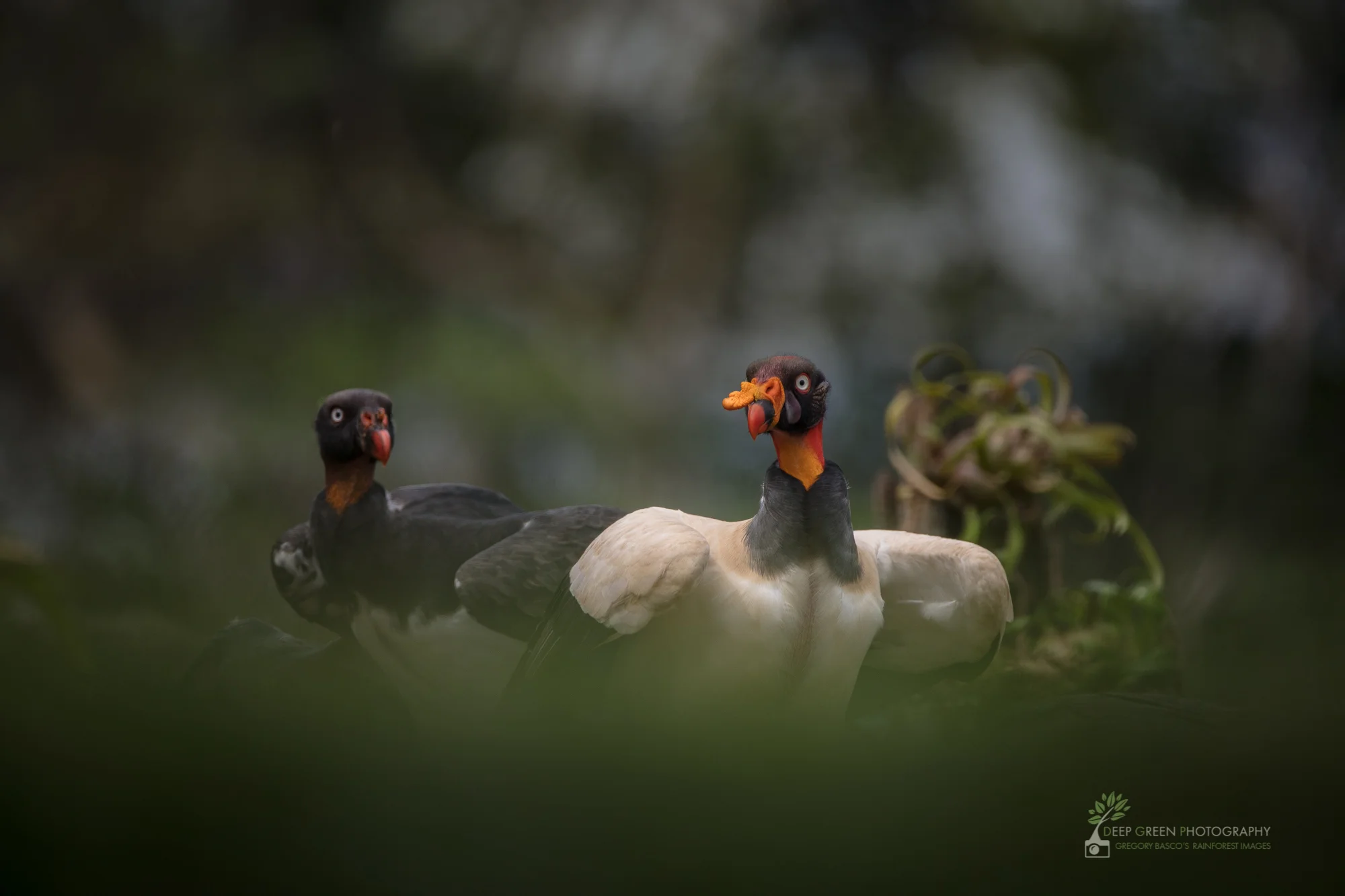 An adult and a juvenile king vulture in northern Costa Rica.
Canon 5DsR, Sigma 150-600 mm zoom, handheld, f/6.3, 1/800, ISO 500